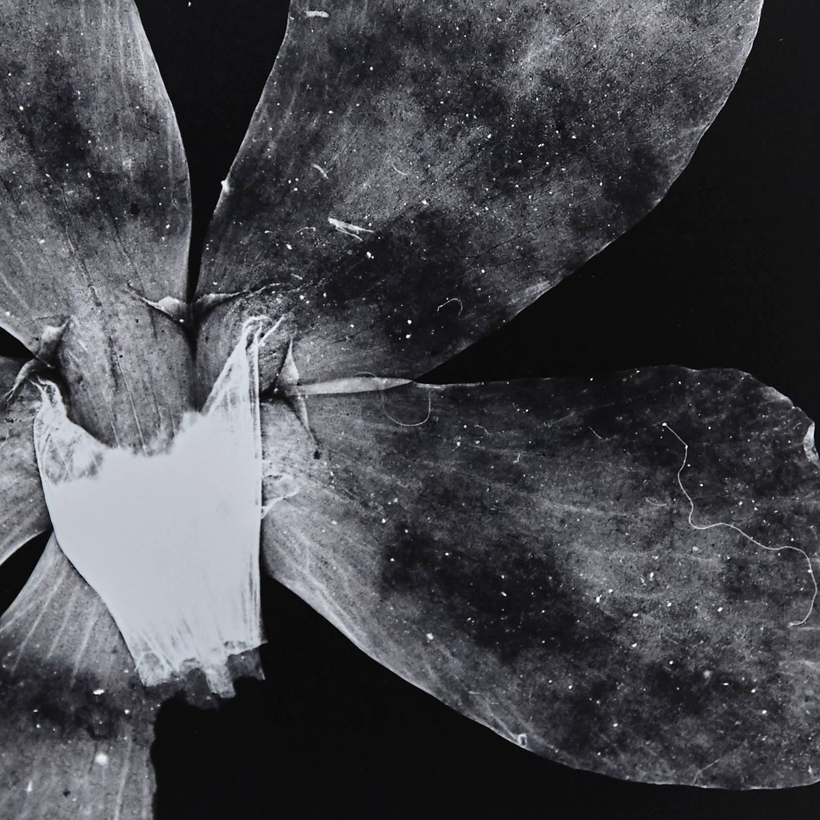 Mid-Century Modern Enrico Garzaro Black and White Photography, Flora Photogram For Sale