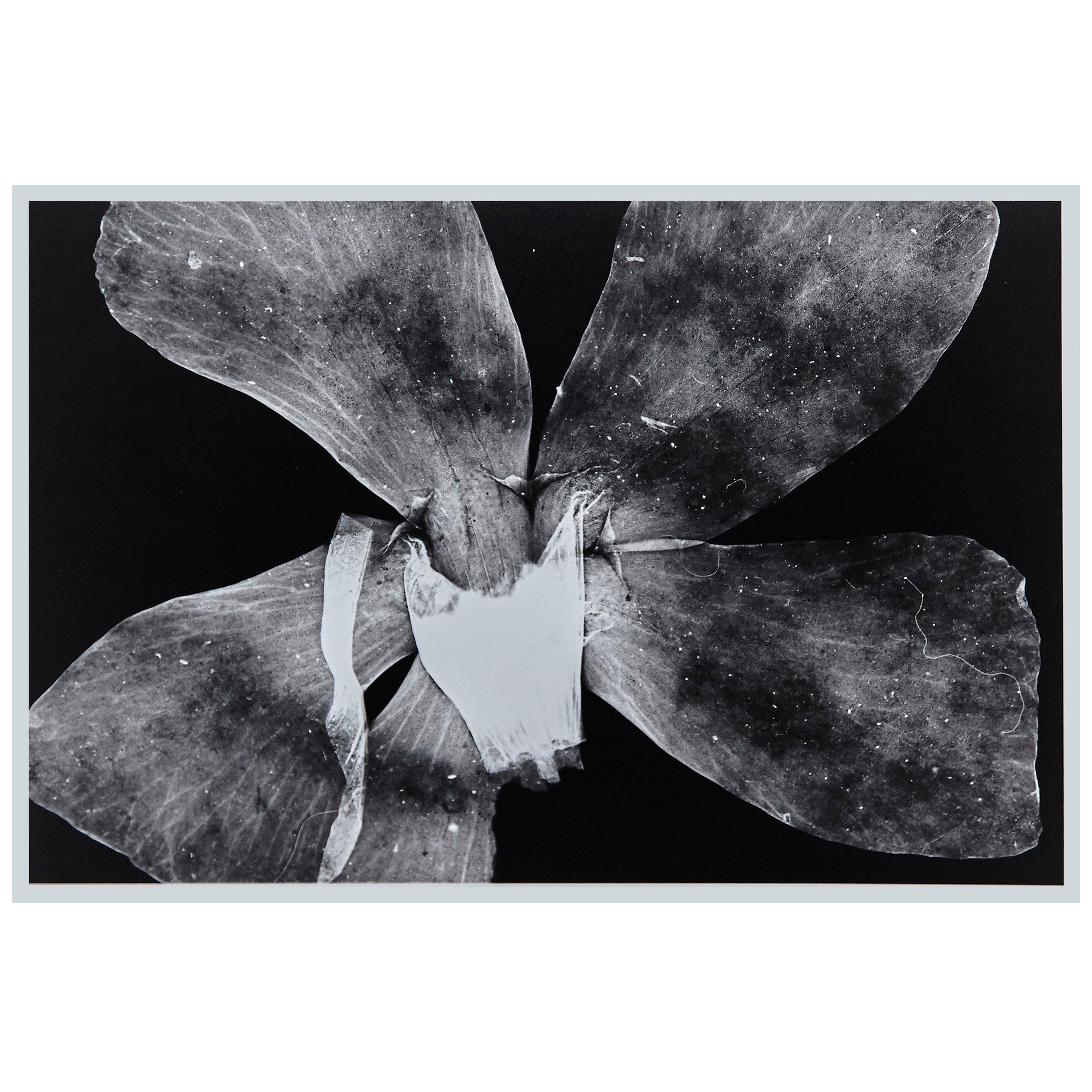 Italian Enrico Garzaro Black and White Photography, Flora Photogram For Sale