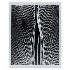 Mid-Century Modern Photography