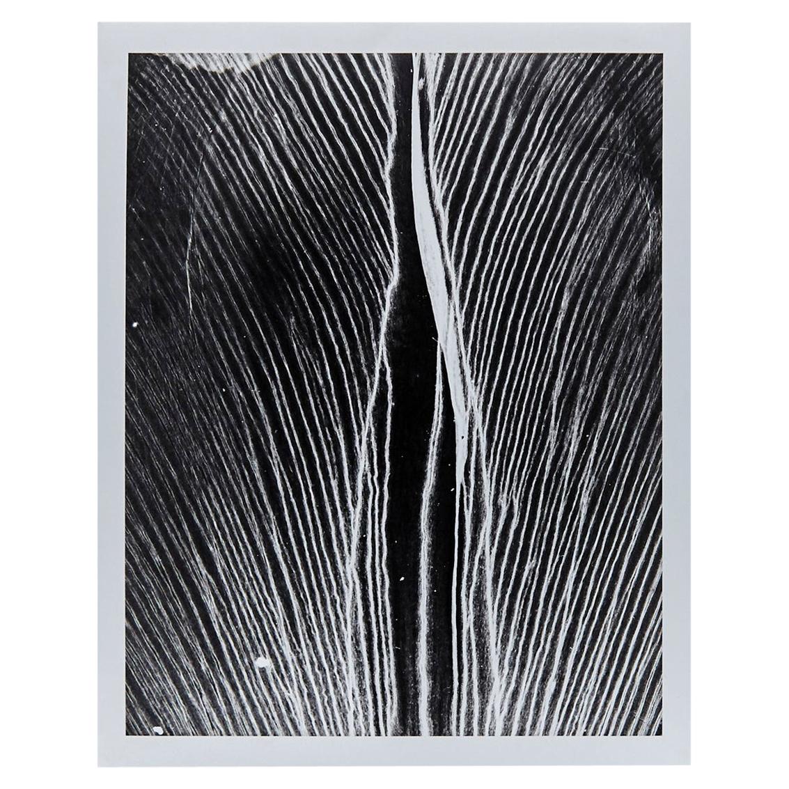 Enrico Garzaro Black and White Photography, Flora Photogram