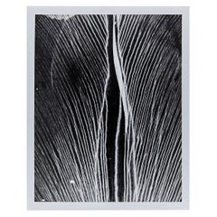 Enrico Garzaro - Photographie en noir et blanc, photogramme Flora
