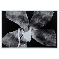 Enrico Garzaro Photographie en noir et blanc, Photogramme de flore