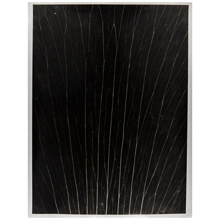 Mid-Century Modern Enrico Garzaro, Flora Photogram Black and White Contemporary Photography For Sale