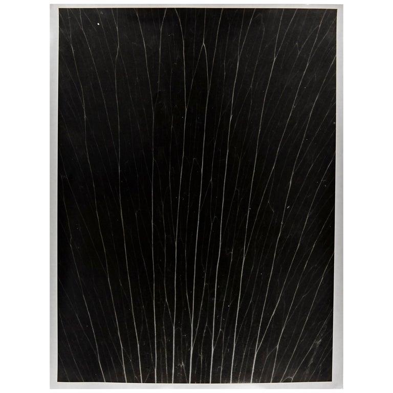 Mid-Century Modern Enrico Garzaro, Flora Photogram Black and White Contemporary Photography For Sale