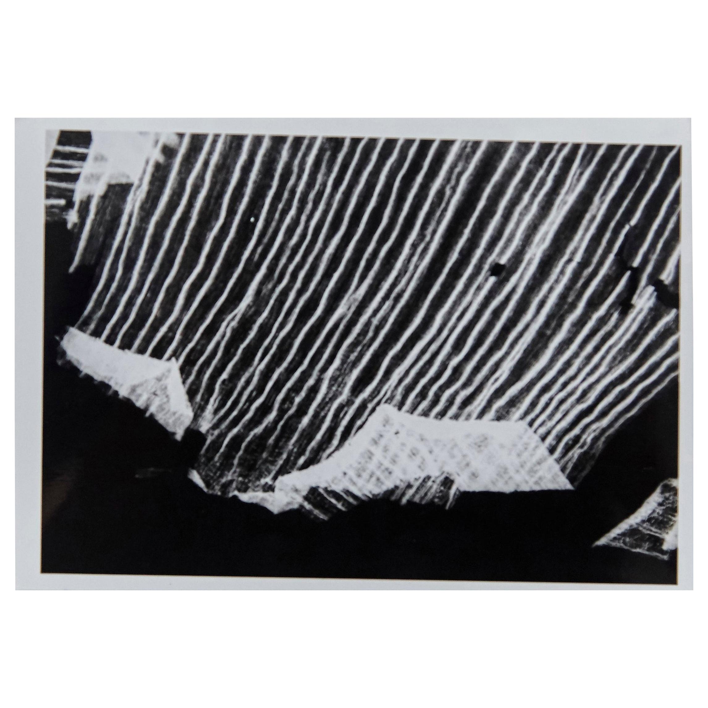 Enrico Garzaro, Flora Photogram Black and White Contemporary Photography