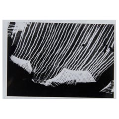 Enrico Garzaro, Flora Photogram - Photographie contemporaine en noir et blanc