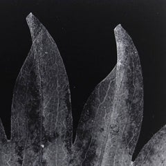 Enrico Garzaro, Flora Photogram Black and White Photography
