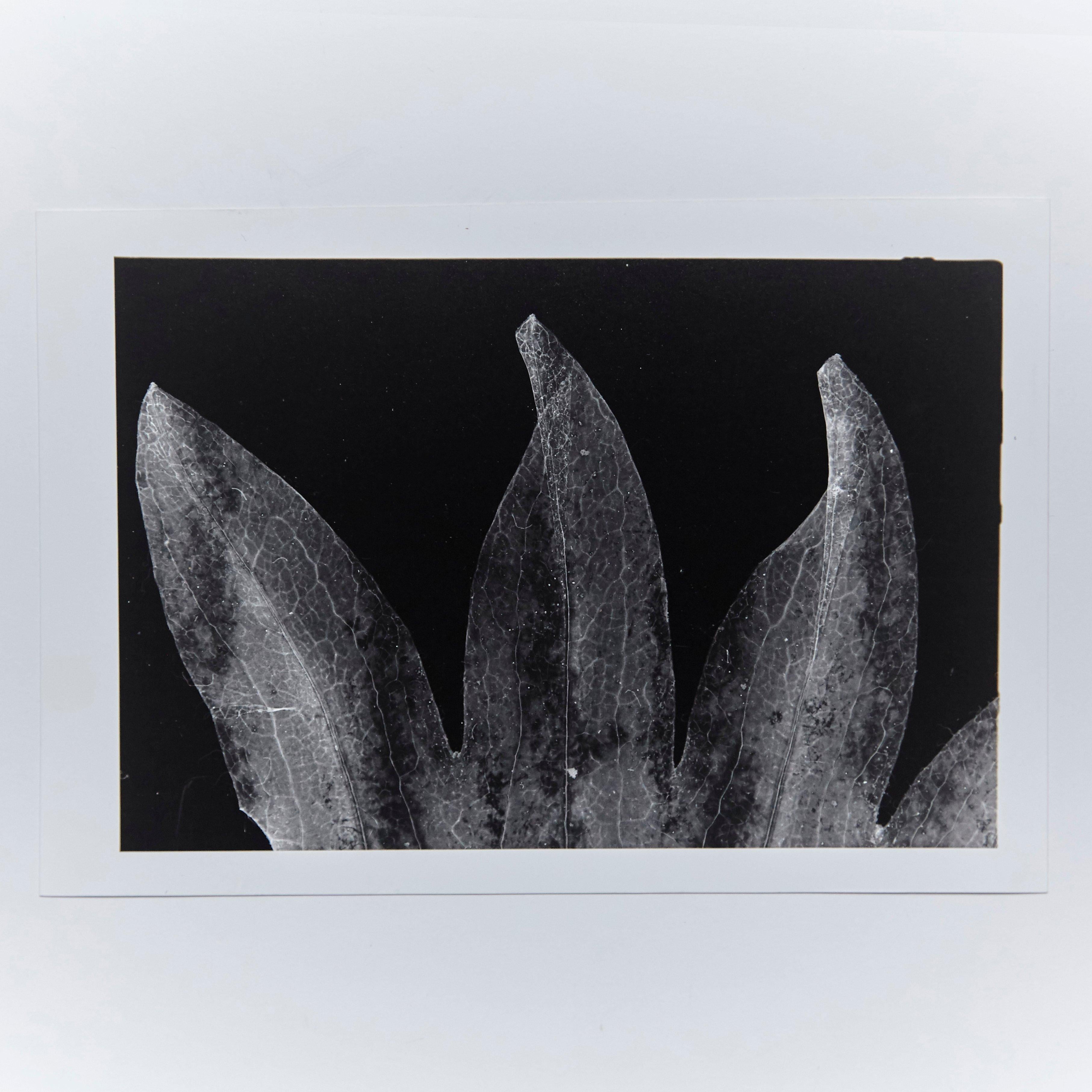 Italian Enrico Garzaro, Flora Photogram Black and White Photography For Sale