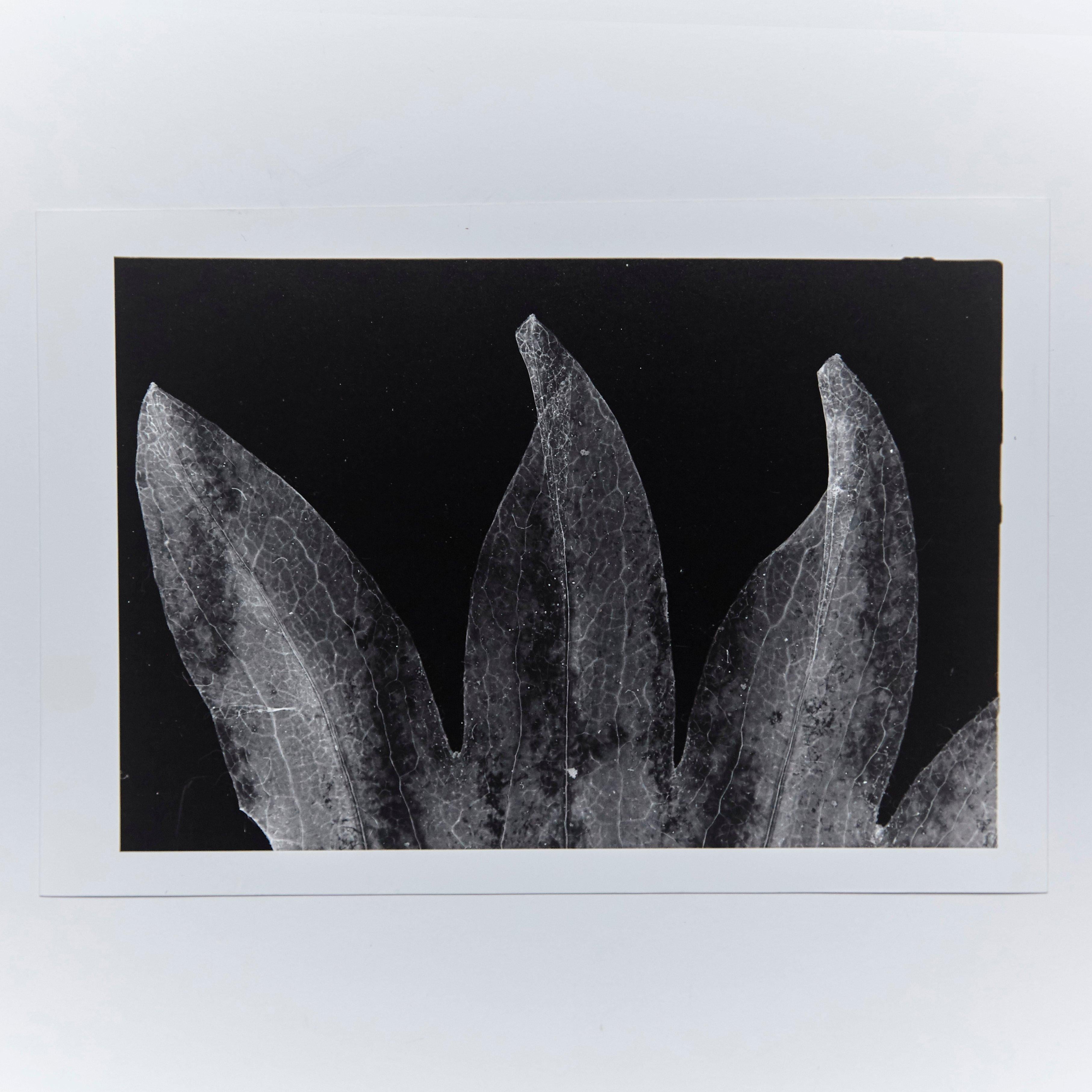Italiano Enrico Garzaro, Fotogramma Flora in bianco e nero in vendita