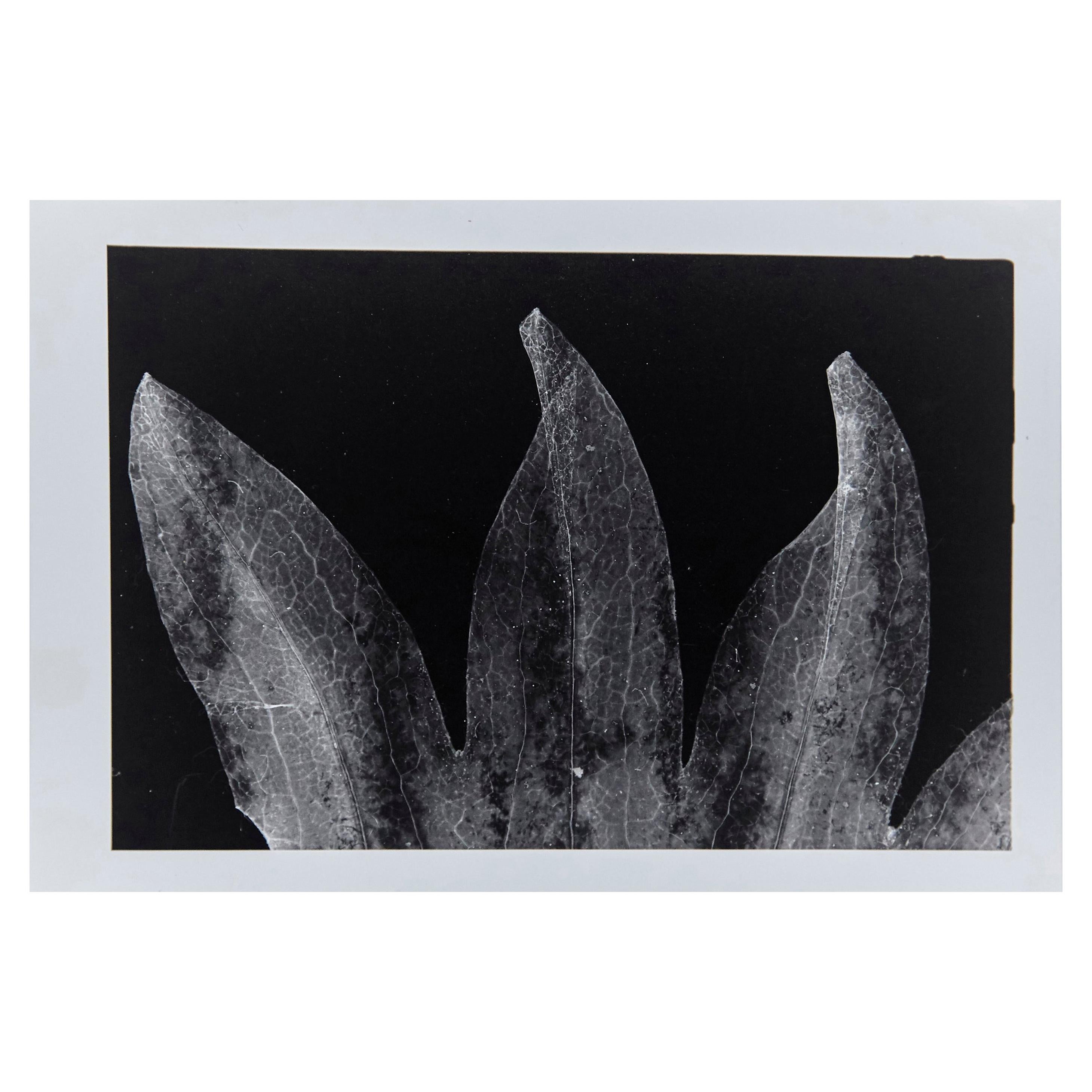 Enrico Garzaro, Flora Photogram Black and White Photography For Sale