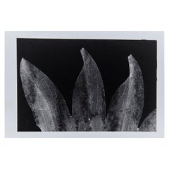 Enrico Garzaro, Flora Photogram - Photographie en noir et blanc