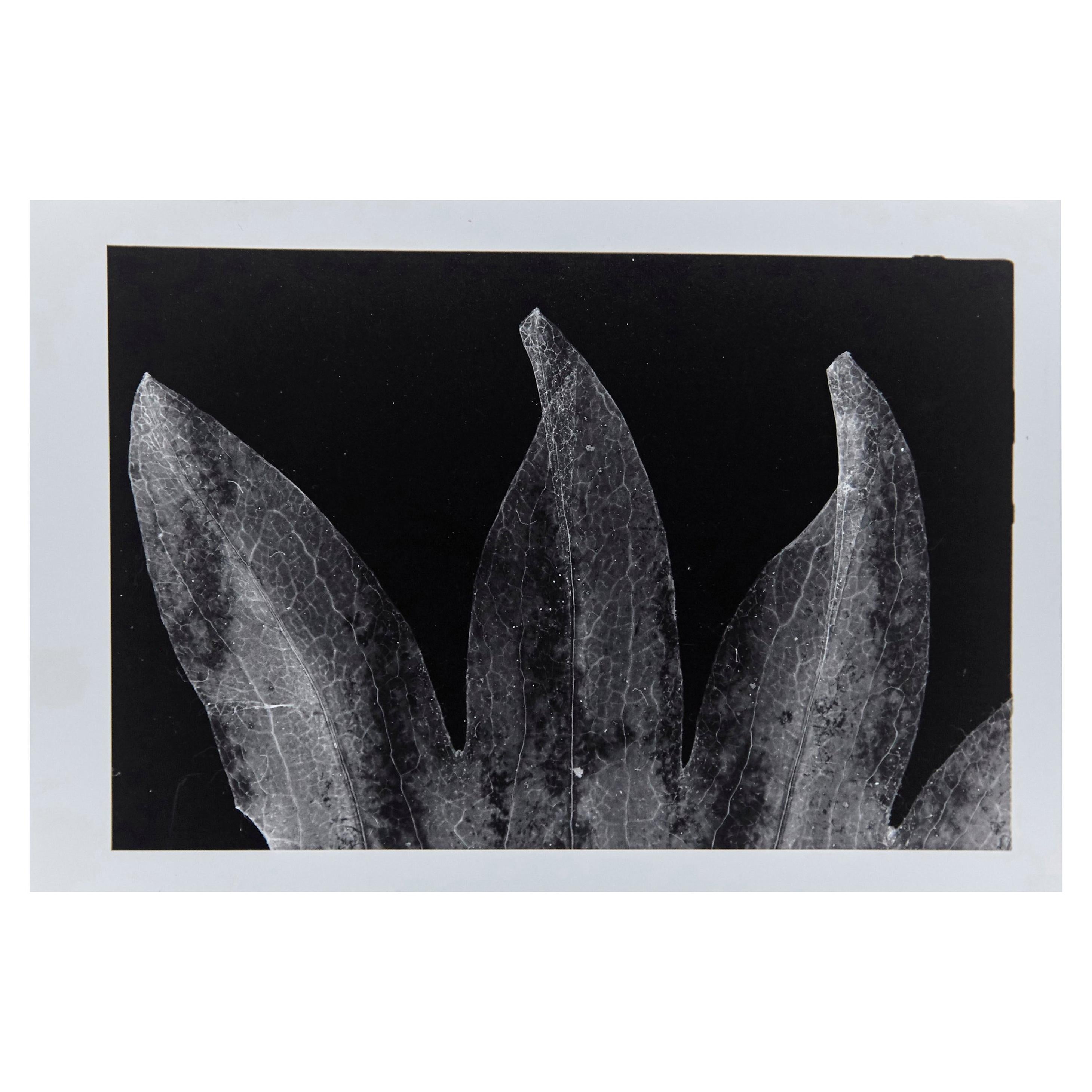 Enrico Garzaro, Photogramme Flora Photographie en noir et blanc