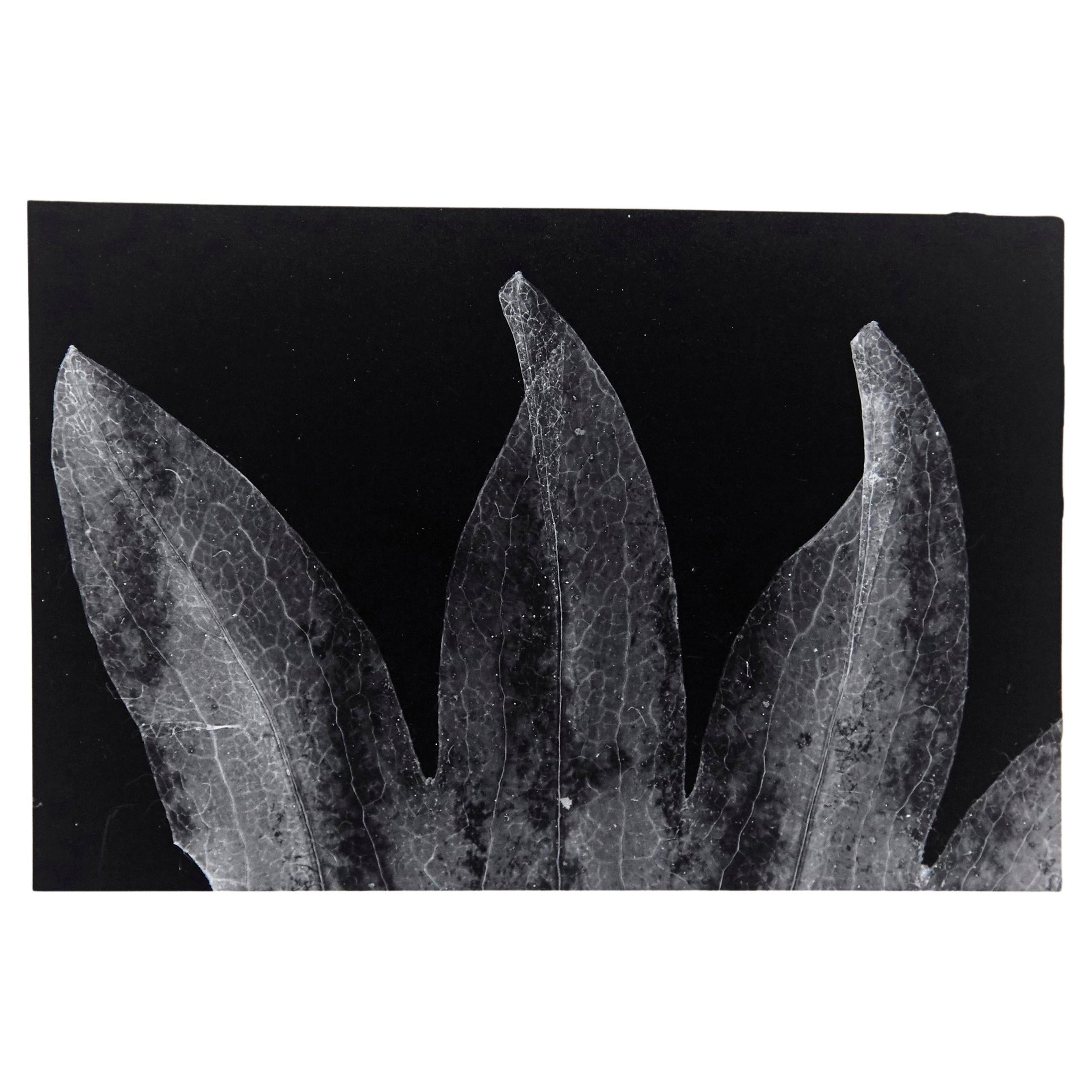 Enrico Garzaro, Flora Photogram Black and White Photography