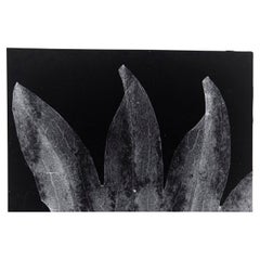 Enrico Garzaro, Flora Photogram Black and White Photography