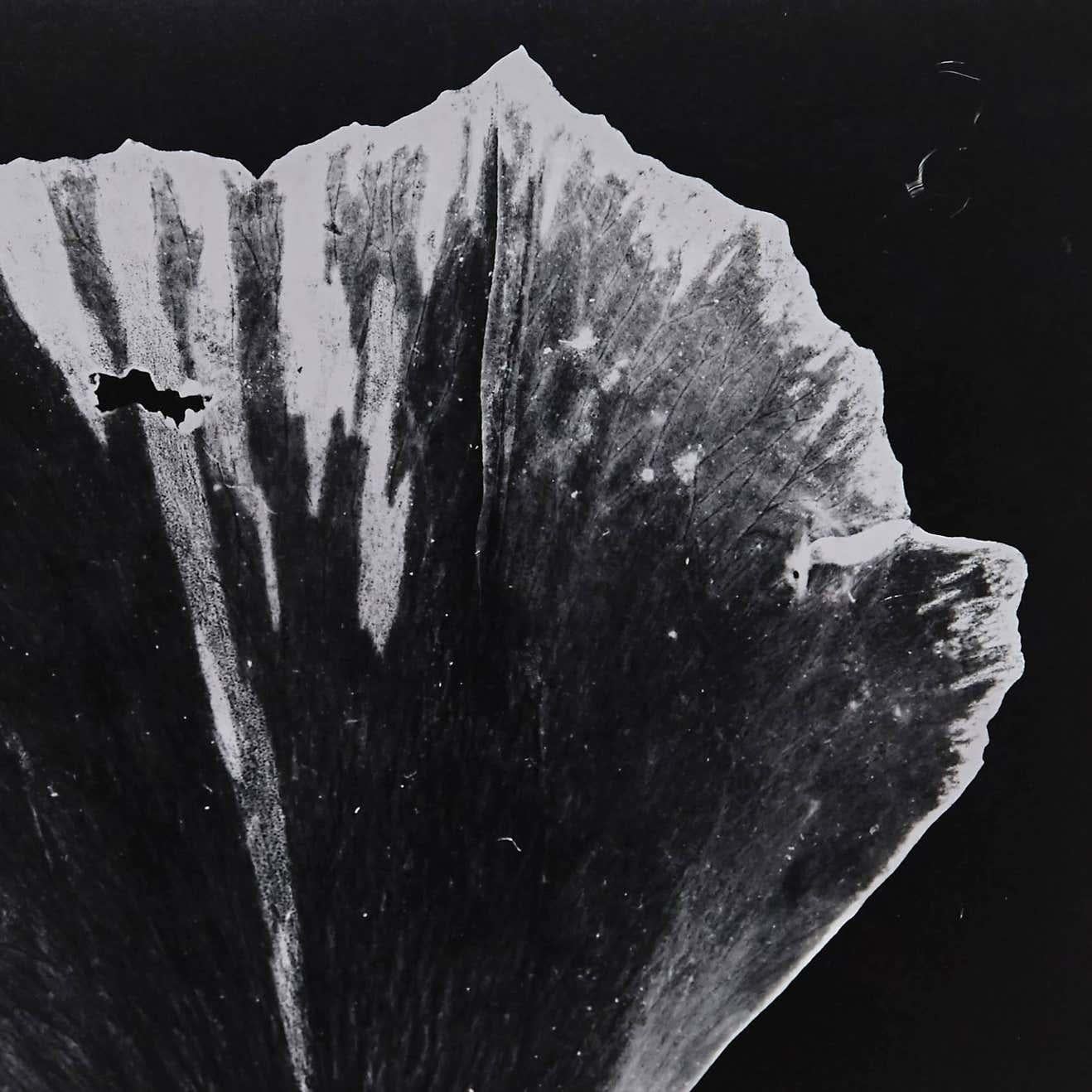 Fotogramm von Enrico Garzaro aus der Flora-Serie, 2015.
Gelatine Siver Kopie.
Handsigniert auf der Rückseite.
Einzigartiger Druck.