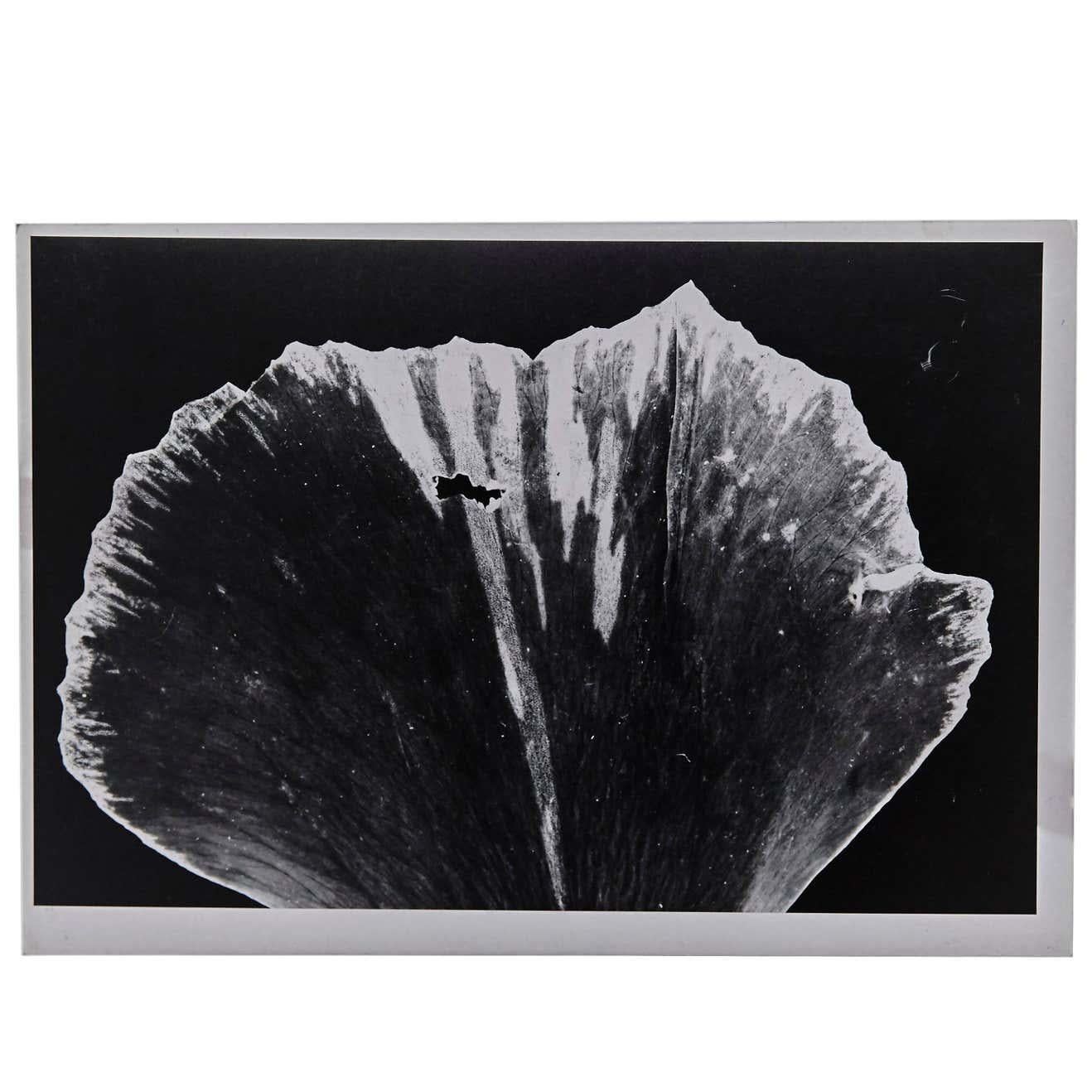 Mid-Century Modern Enrico Garzaro, Flora Photogram For Sale