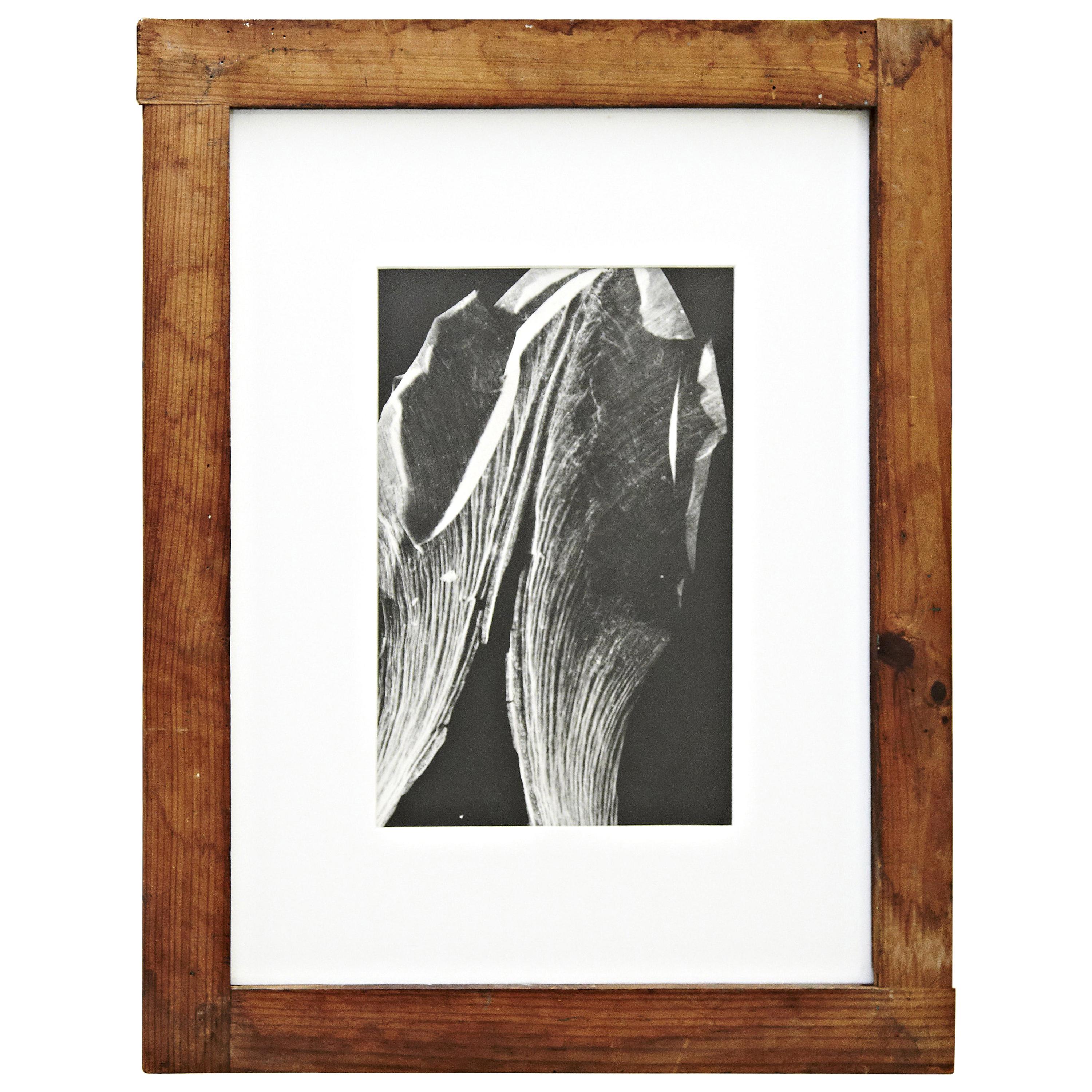 Photogramme Flora d'Enrico Garzaro