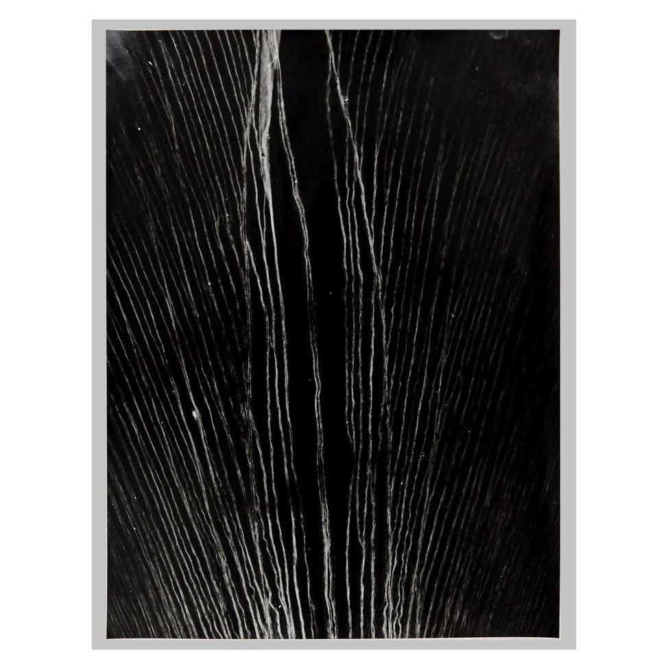 Photogramme Flora d'Enrico Garzaro