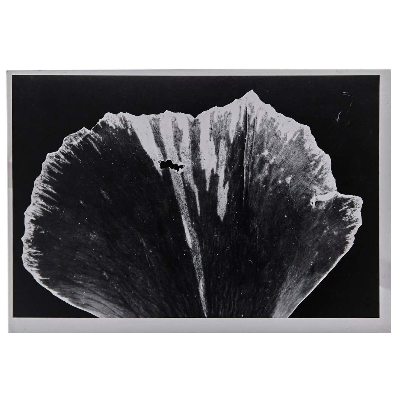 Enrico Garzaro, Flora Photogram