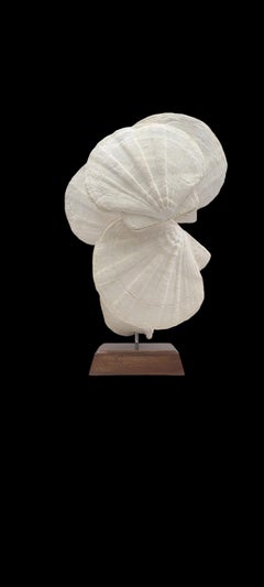 Fossils scallops (giganto pecten restitutensis) on custom wooden stand