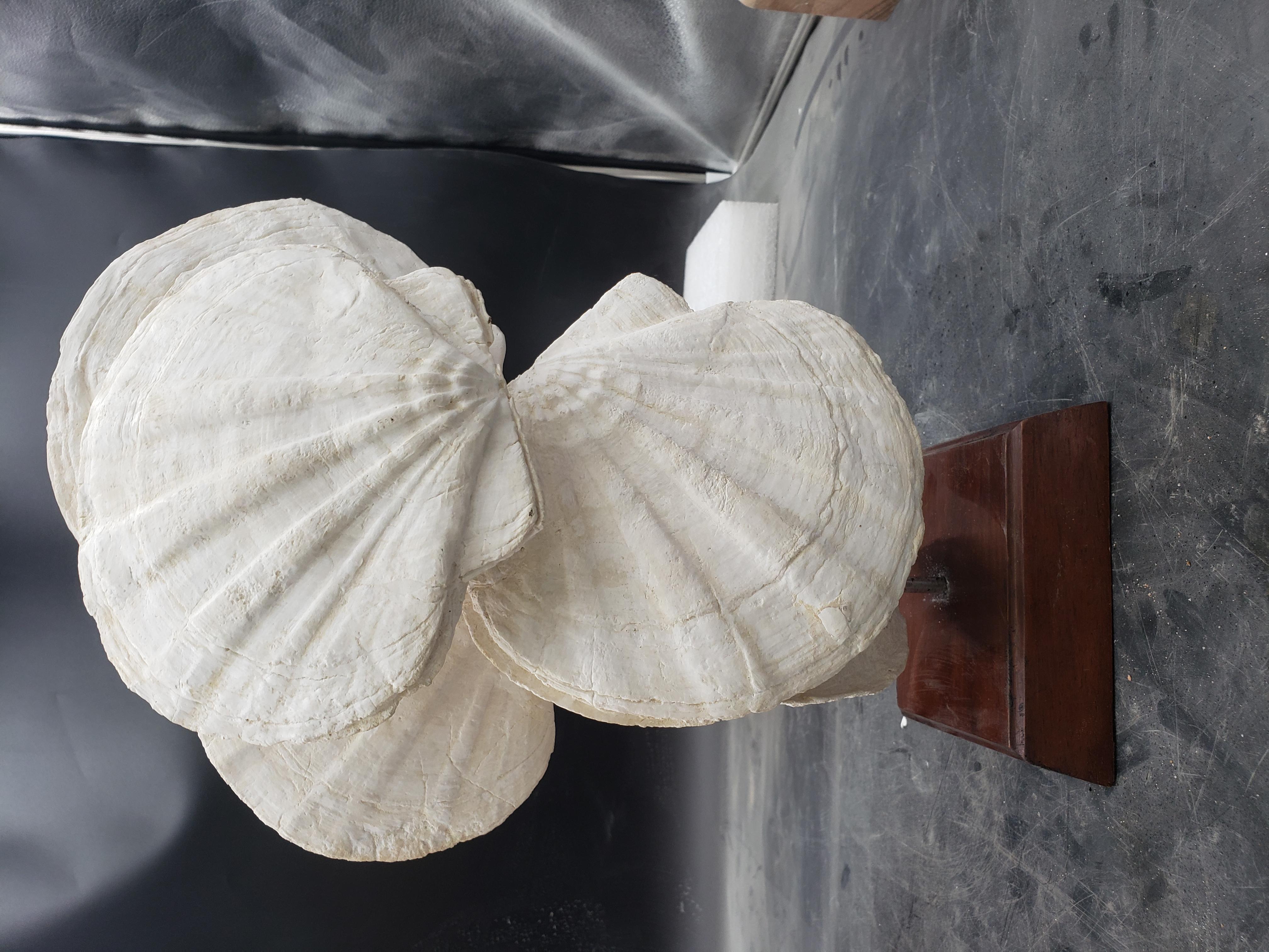 French Fossils scallops (giganto pecten restitutensis) on custom wooden stand