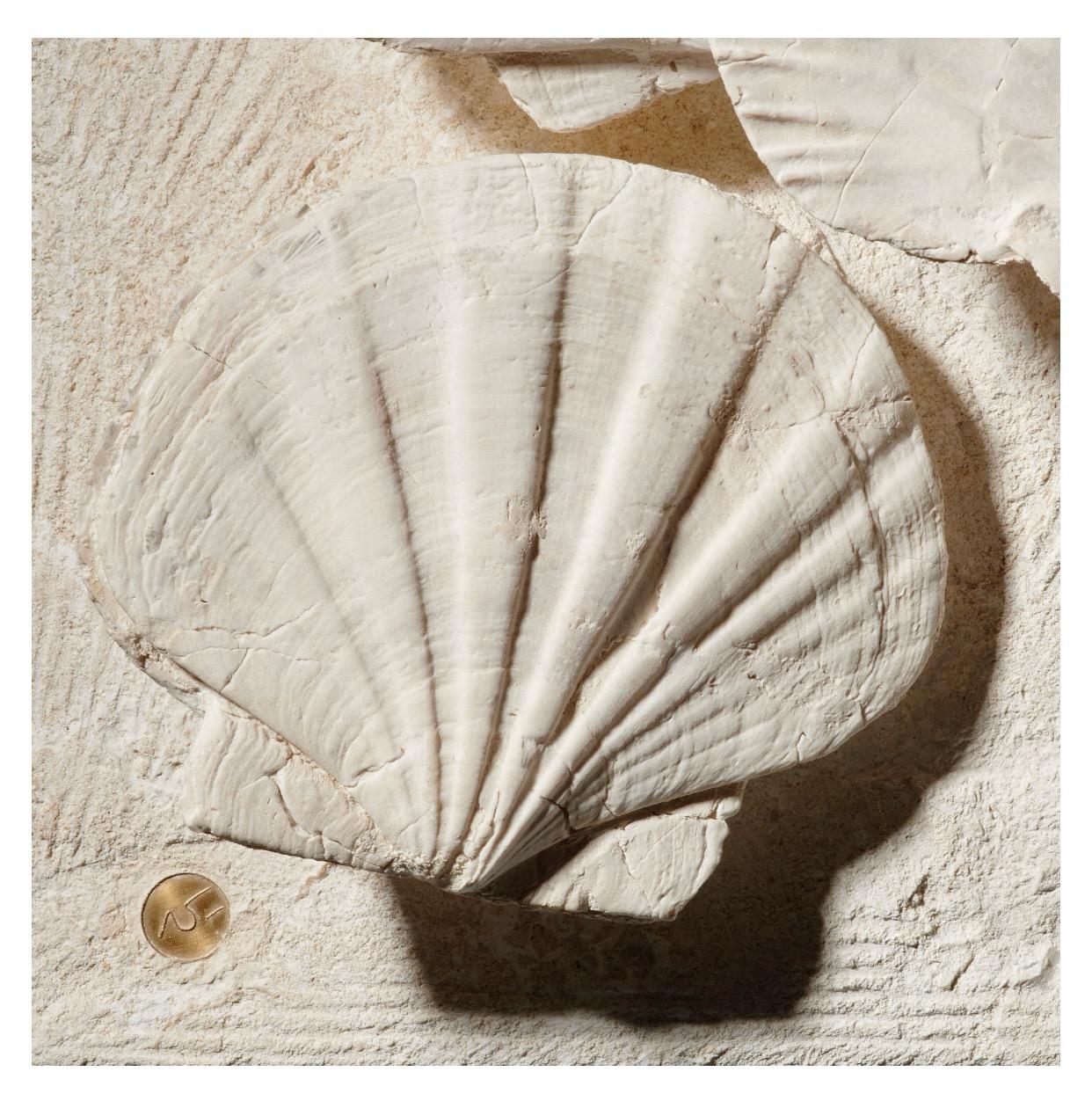 Fossils scallops (giganto pecten restitutensis) on custom wooden stand In New Condition In MARSEILLE, FR