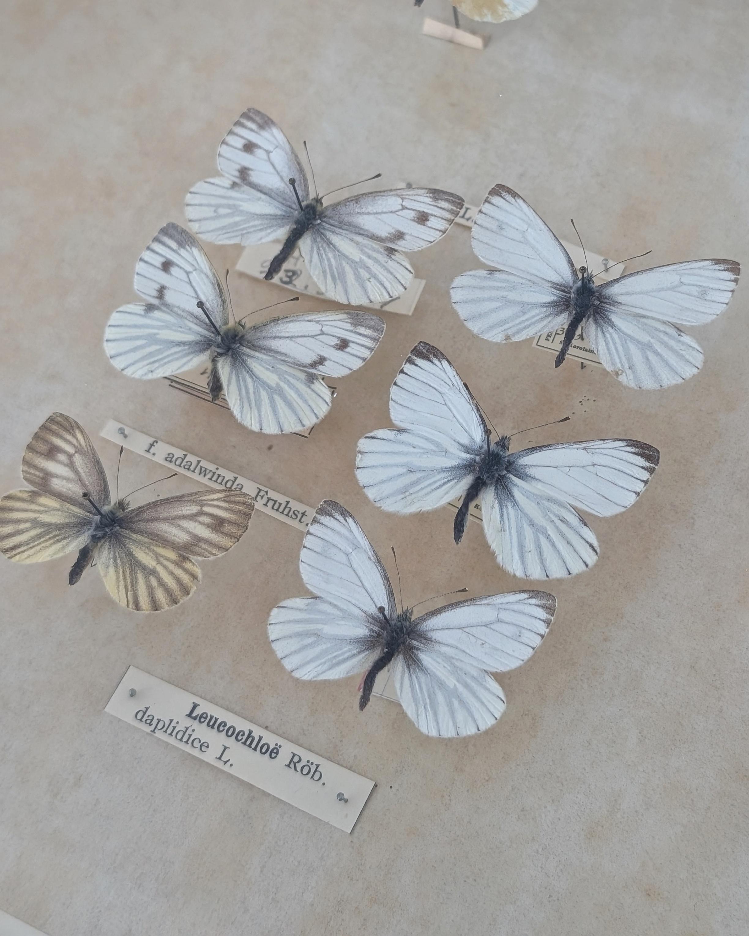 Entomogy Cabinet Intact with Speciments, Keravan Puuteollisuus, Finland 1950s in vendita 3