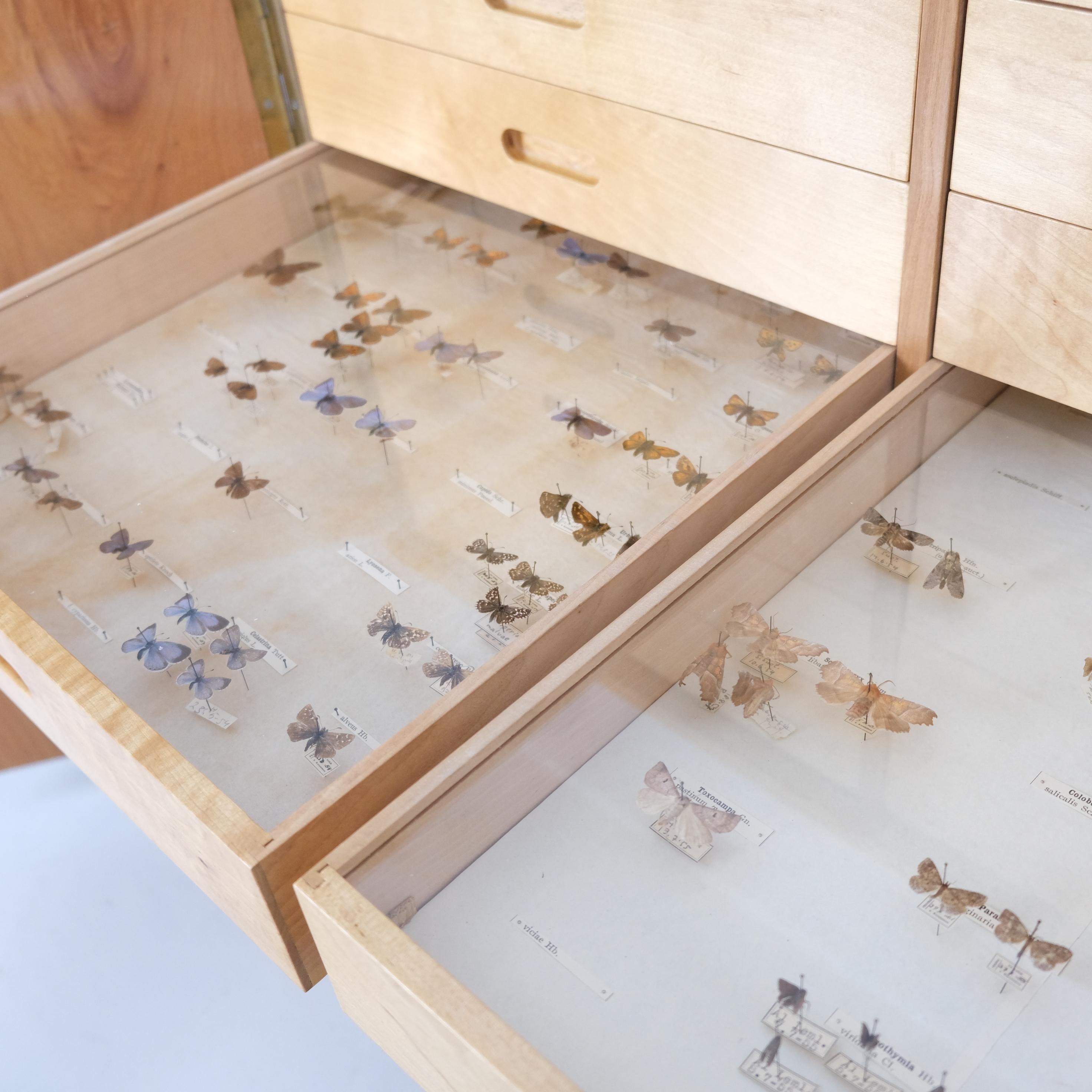 Entomogy Cabinet Intact with Speciments, Keravan Puuteollisuus, Finland 1950s in vendita 4