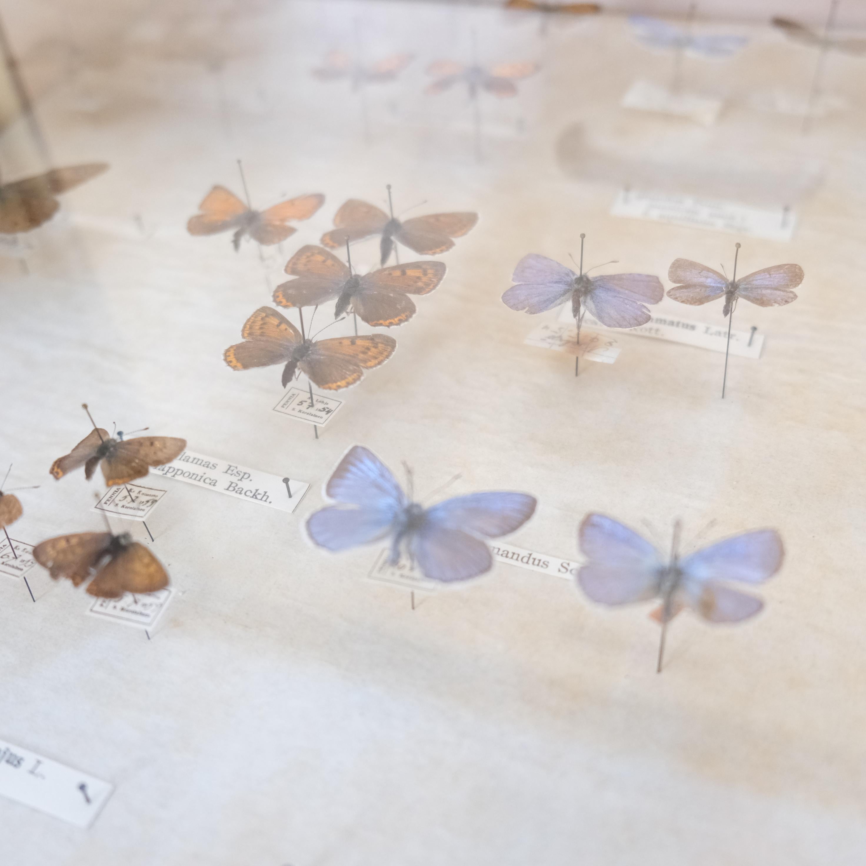 Entomogy Cabinet Intact with Speciments, Keravan Puuteollisuus, Finland 1950s in vendita 5
