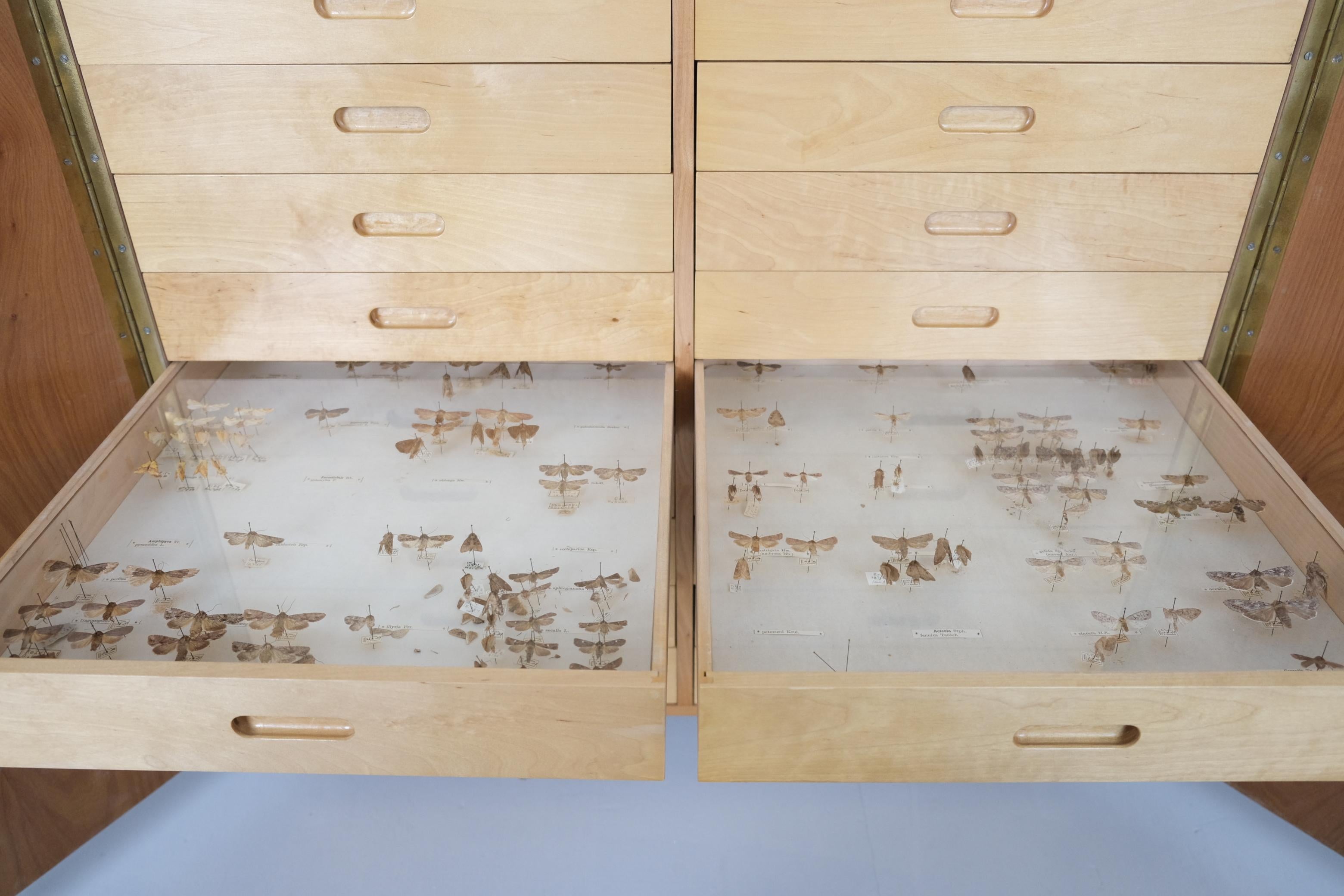 Entomogy Cabinet Intact with Speciments, Keravan Puuteollisuus, Finland 1950s in vendita 6