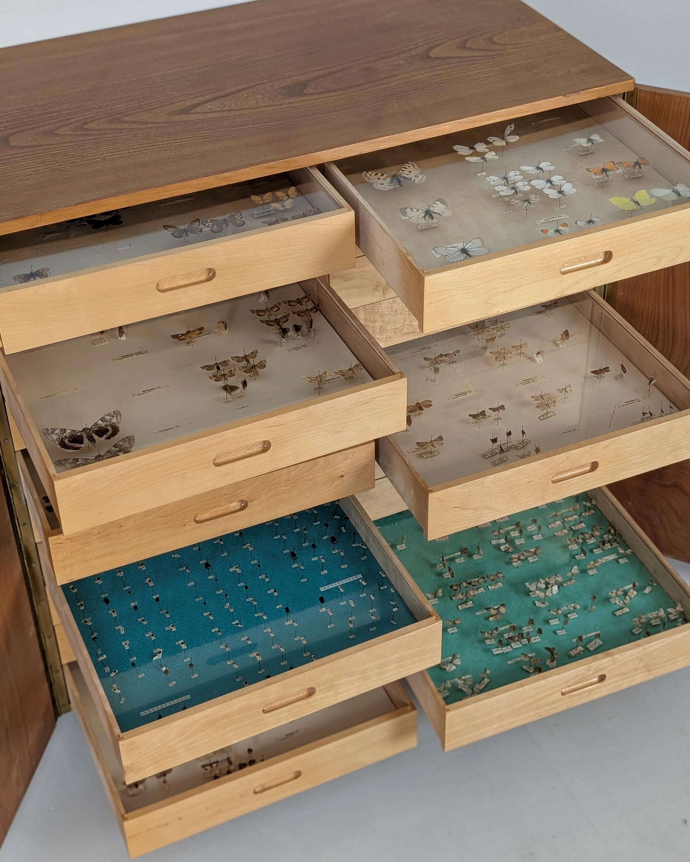 Entomogy Cabinet Intact with Speciments, Keravan Puuteollisuus, Finland 1950s in vendita 8