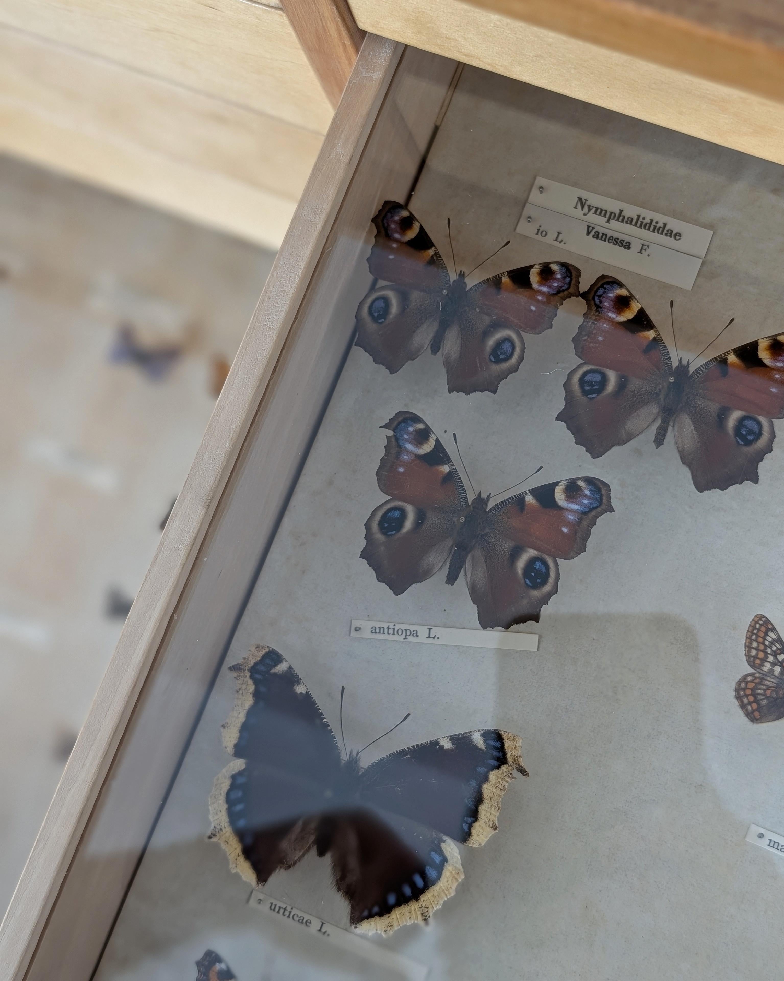 Entomogy Cabinet Intact with Speciments, Keravan Puuteollisuus, Finland 1950s in vendita 9