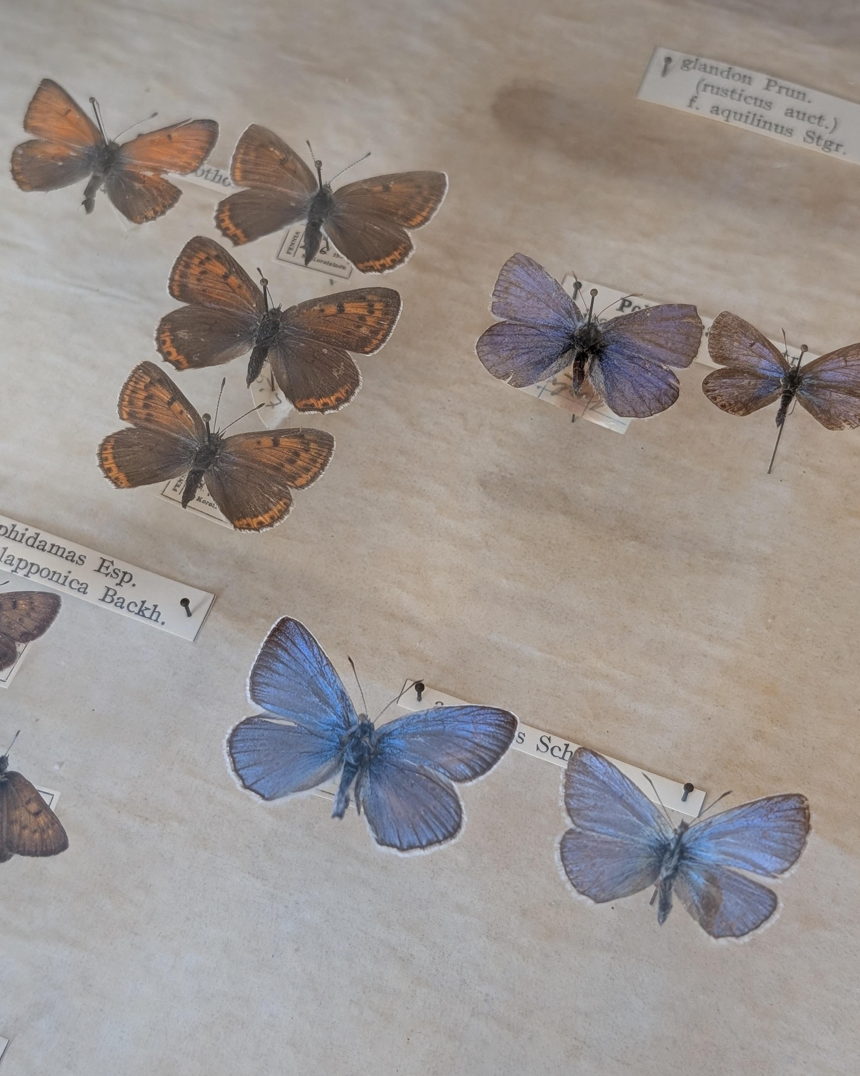 Entomogy Cabinet Intact with Speciments, Keravan Puuteollisuus, Finland 1950s in vendita 10