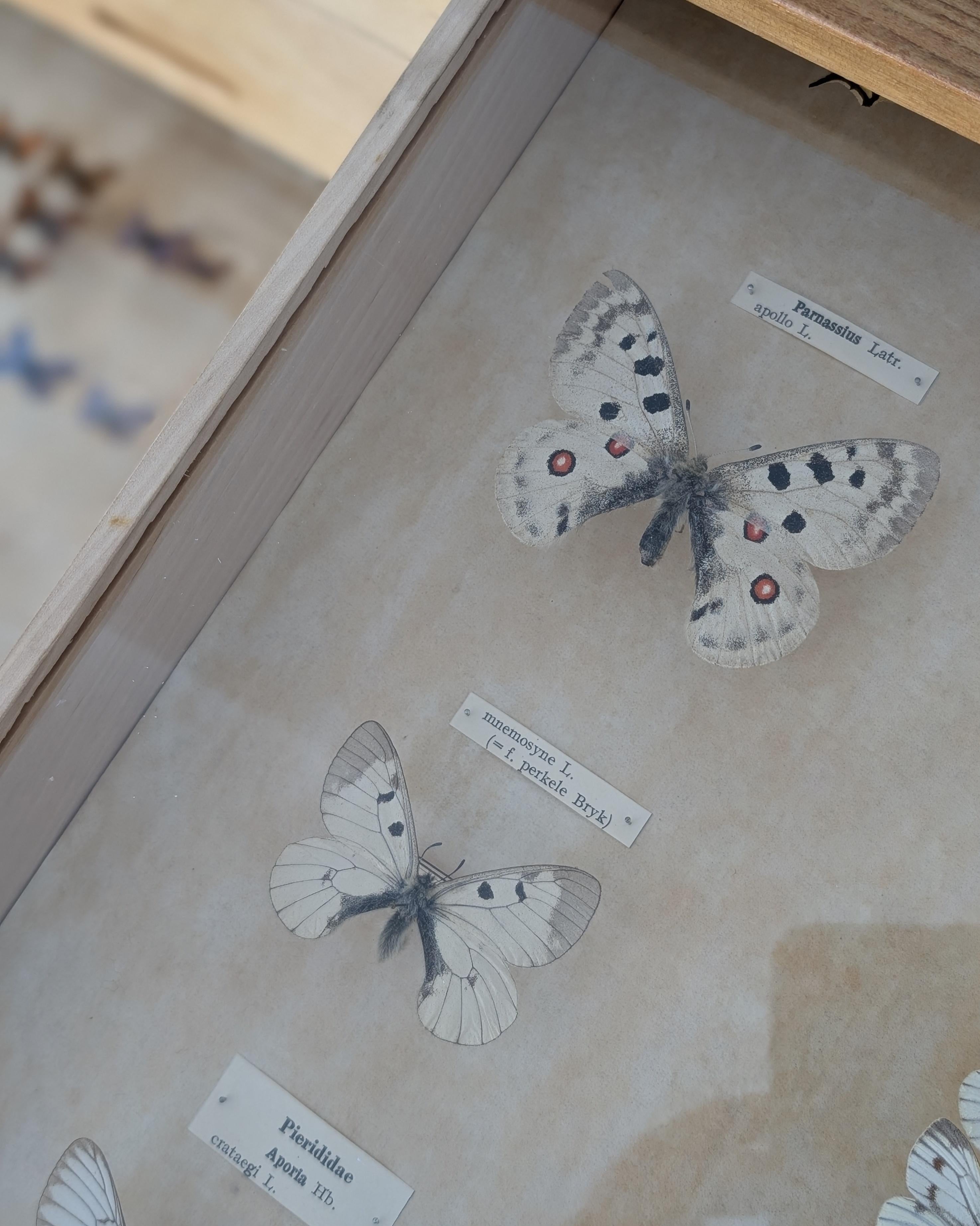 Entomogy Cabinet Intact with Speciments, Keravan Puuteollisuus, Finland 1950s in vendita 11