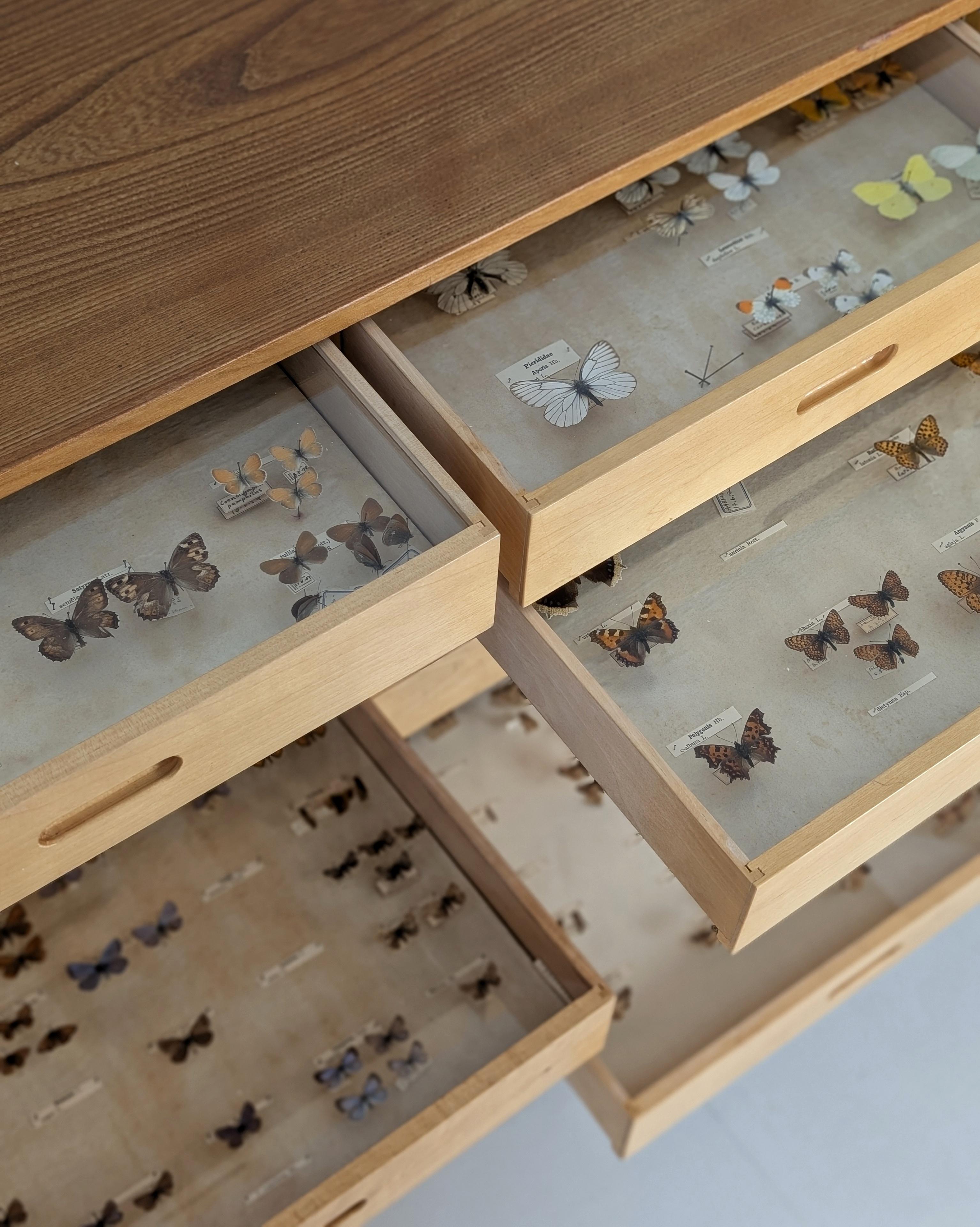 Entomogy Cabinet Intact with Speciments, Keravan Puuteollisuus, Finland 1950s in vendita 13