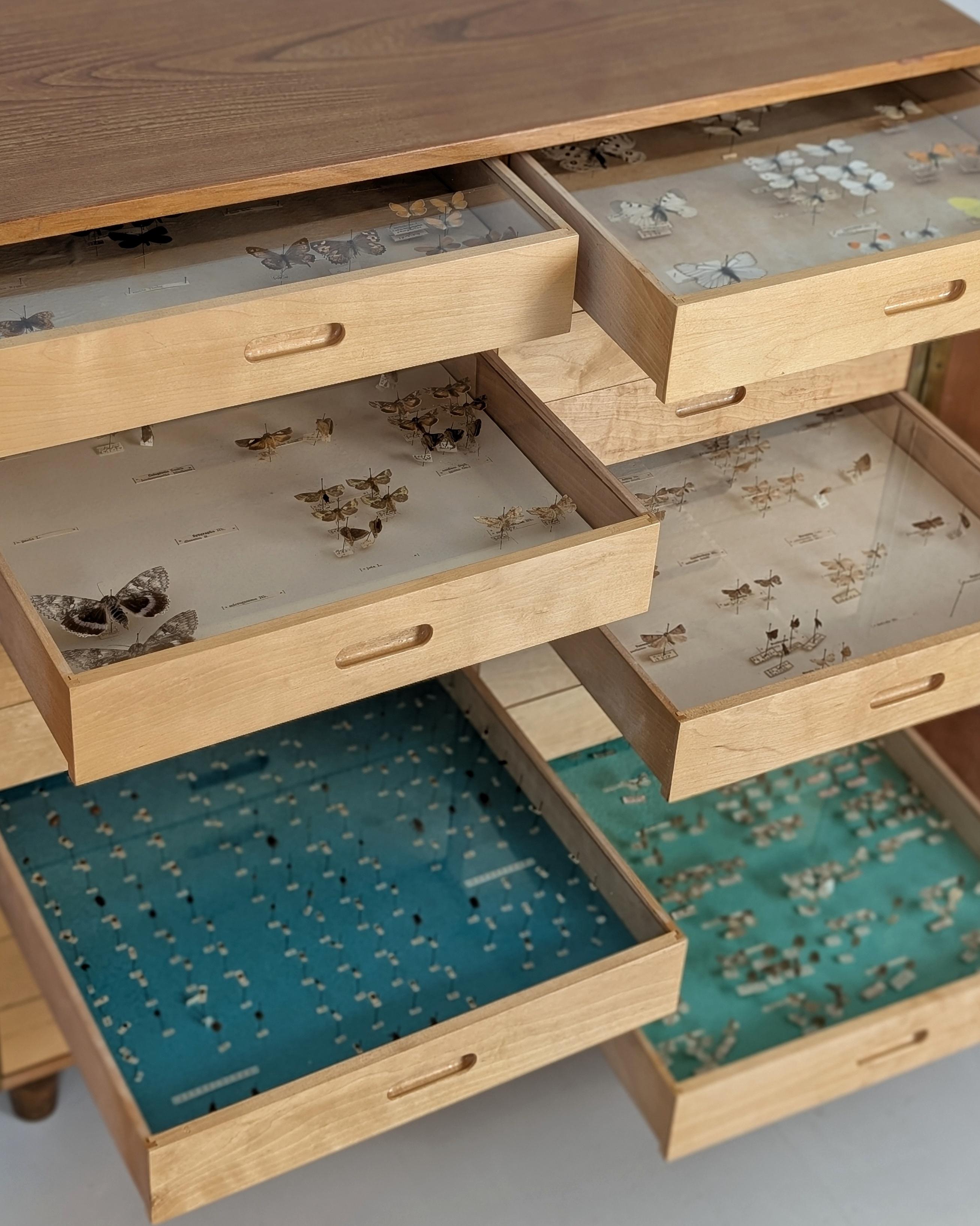 Finlandese Entomogy Cabinet Intact with Speciments, Keravan Puuteollisuus, Finland 1950s in vendita