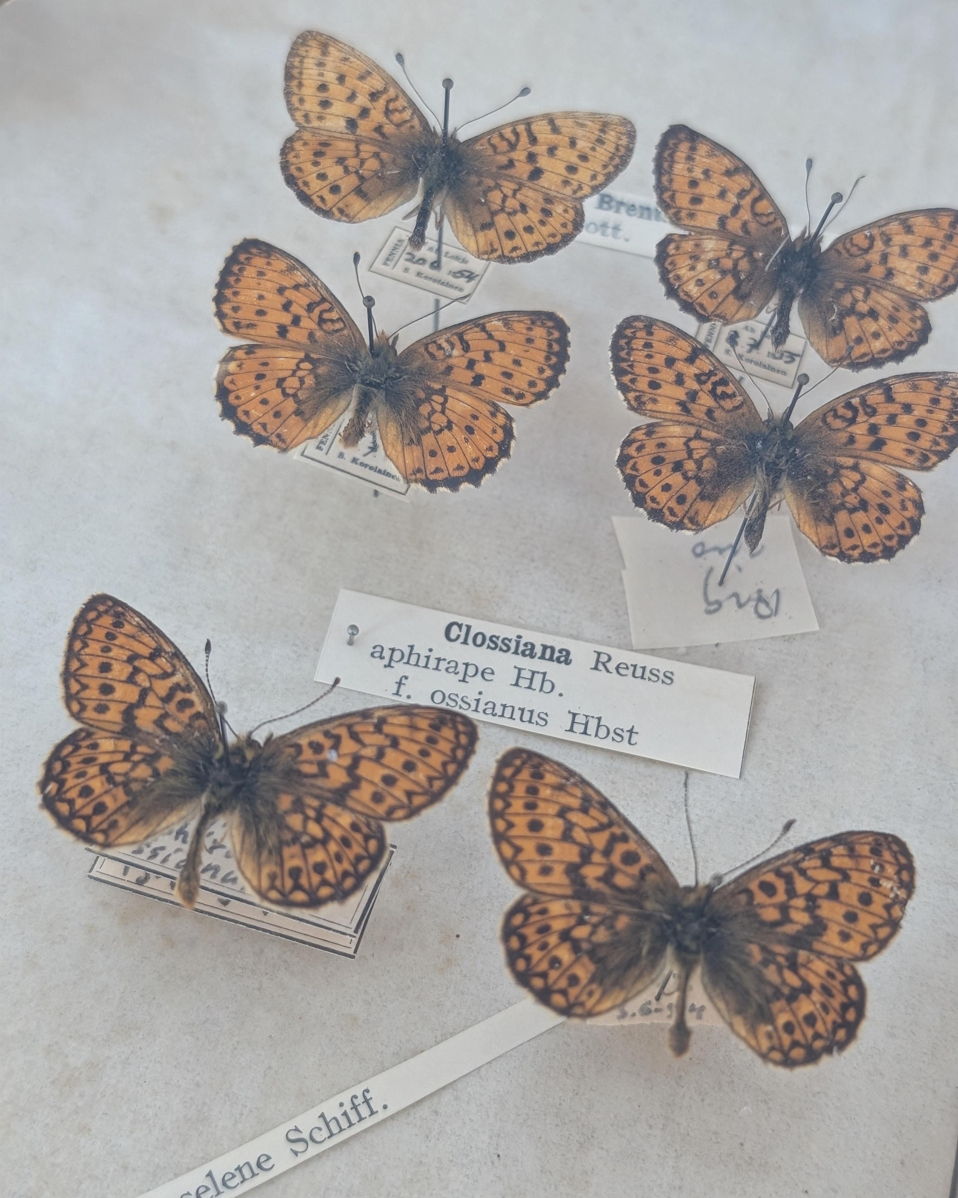 Entomogy Cabinet Intact with Speciments, Keravan Puuteollisuus, Finland 1950s In condizioni buone in vendita a Helsinki, FI