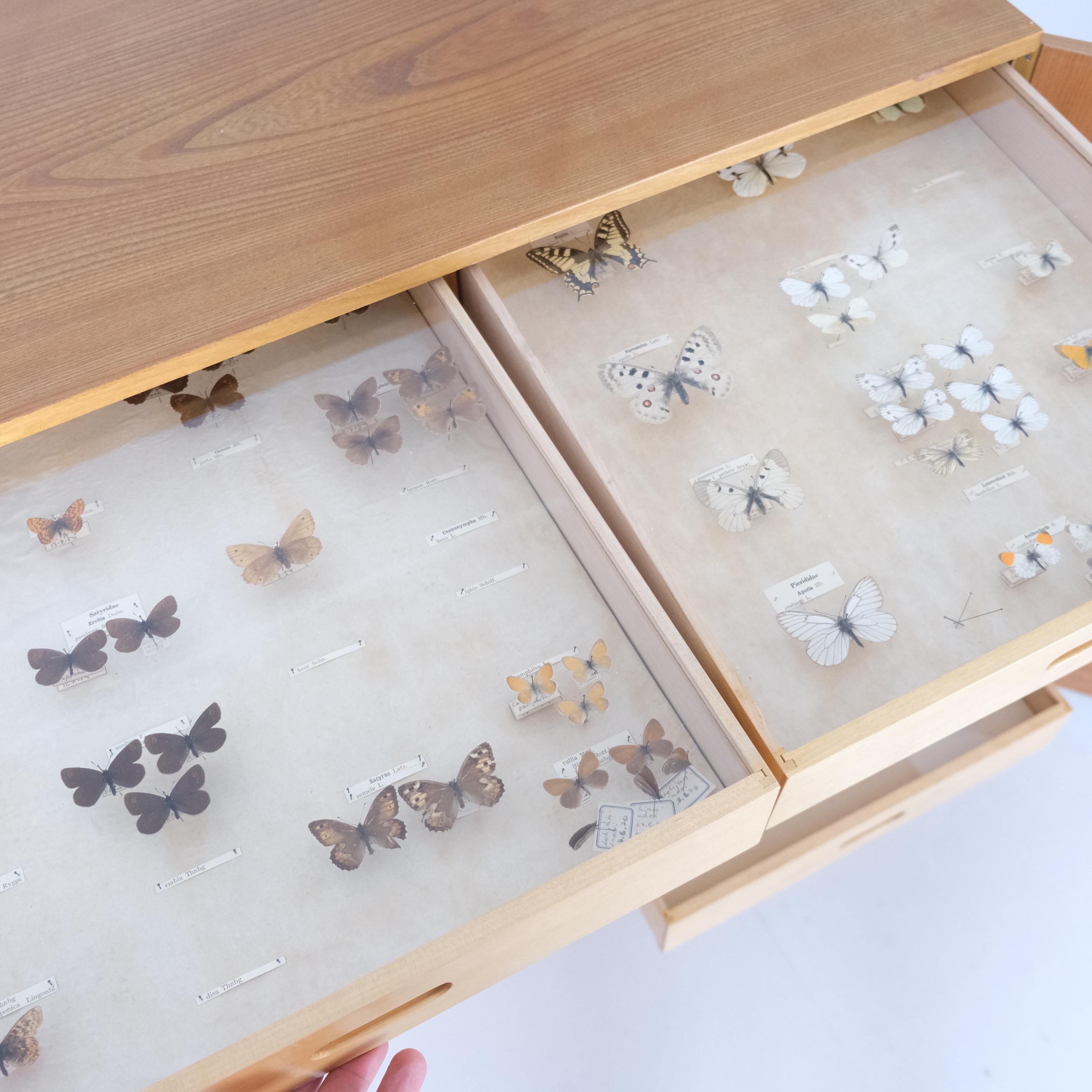 Acrilico Entomogy Cabinet Intact with Speciments, Keravan Puuteollisuus, Finland 1950s in vendita