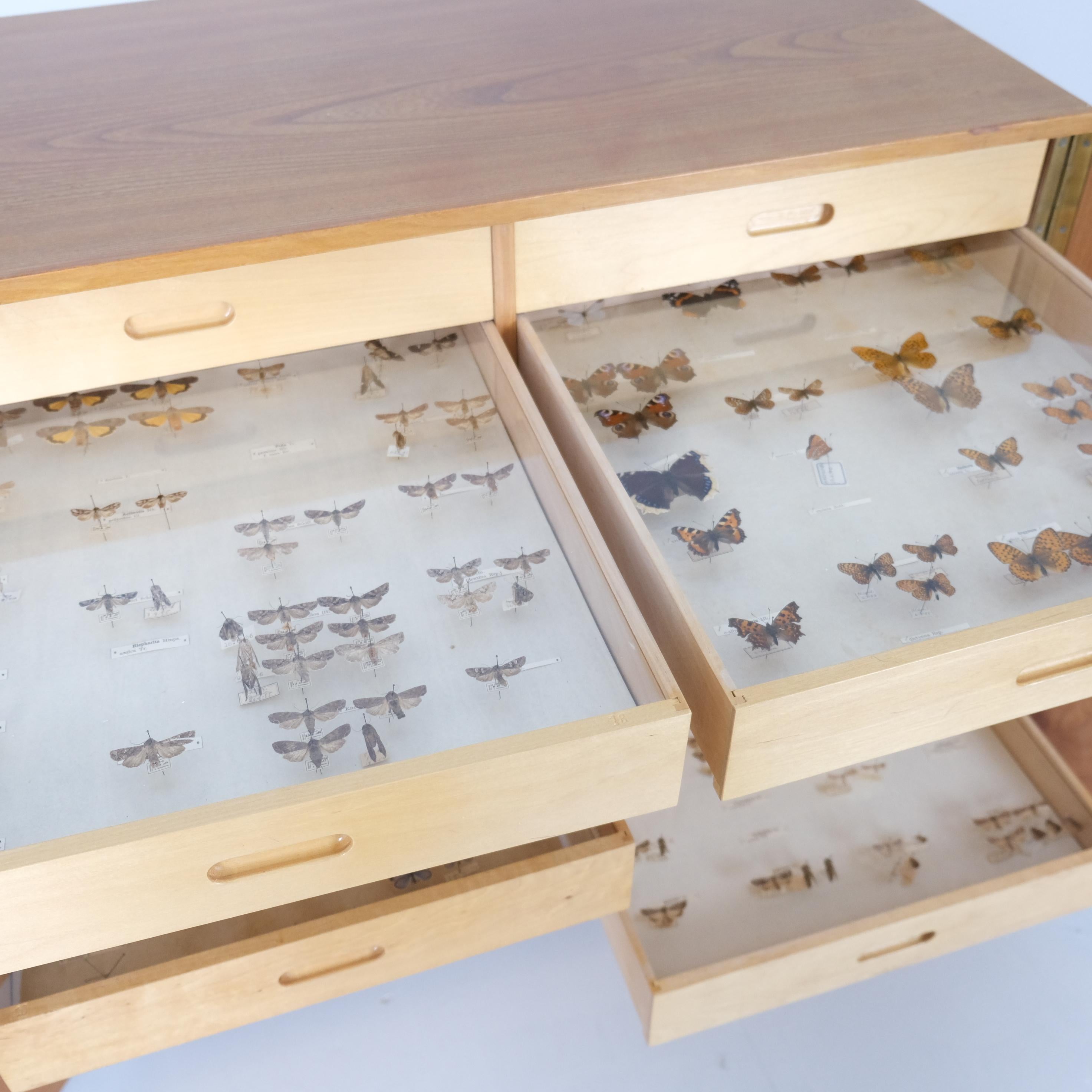 Entomogy Cabinet Intact with Speciments, Keravan Puuteollisuus, Finland 1950s in vendita 1