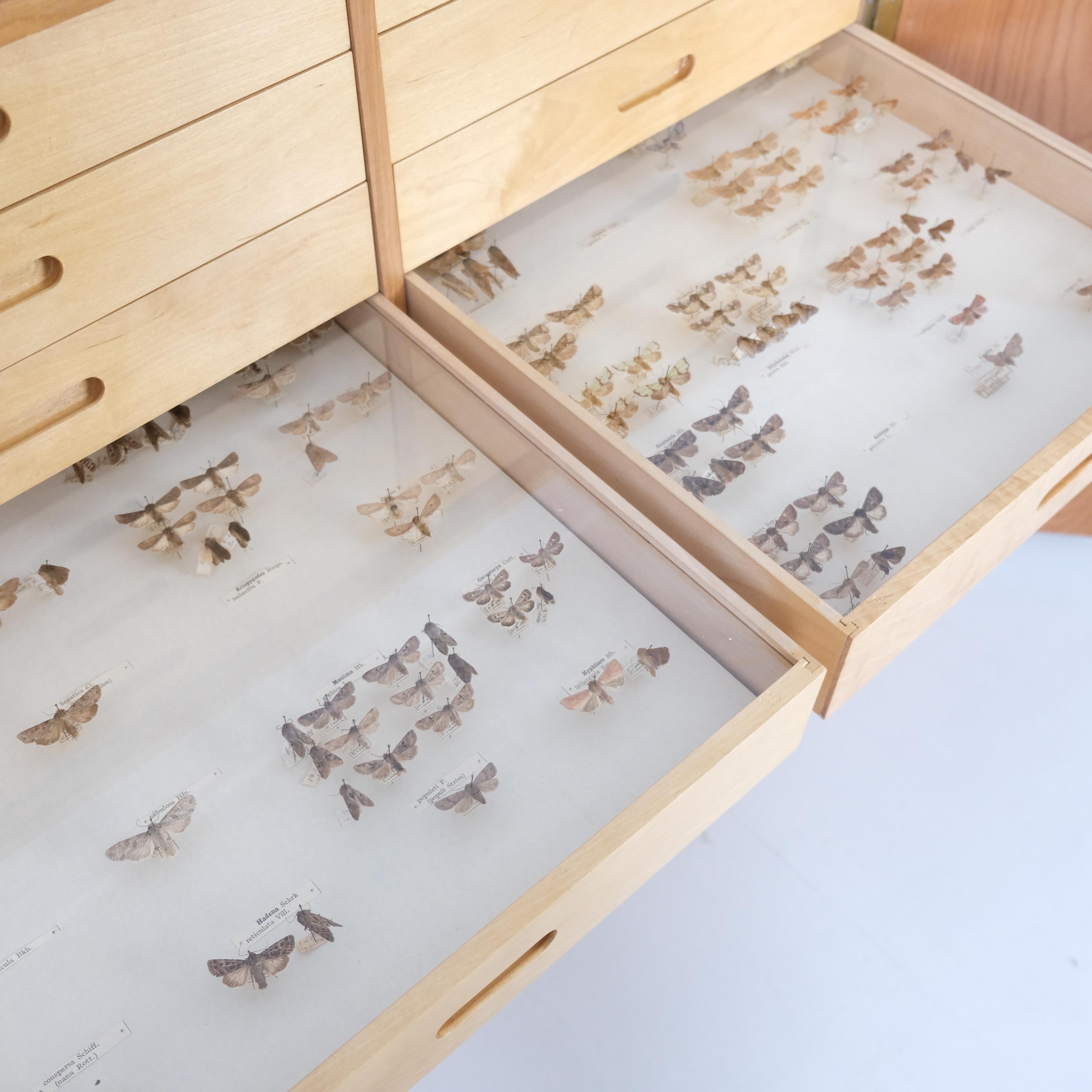 Entomogy Cabinet Intact with Speciments, Keravan Puuteollisuus, Finland 1950s in vendita 2