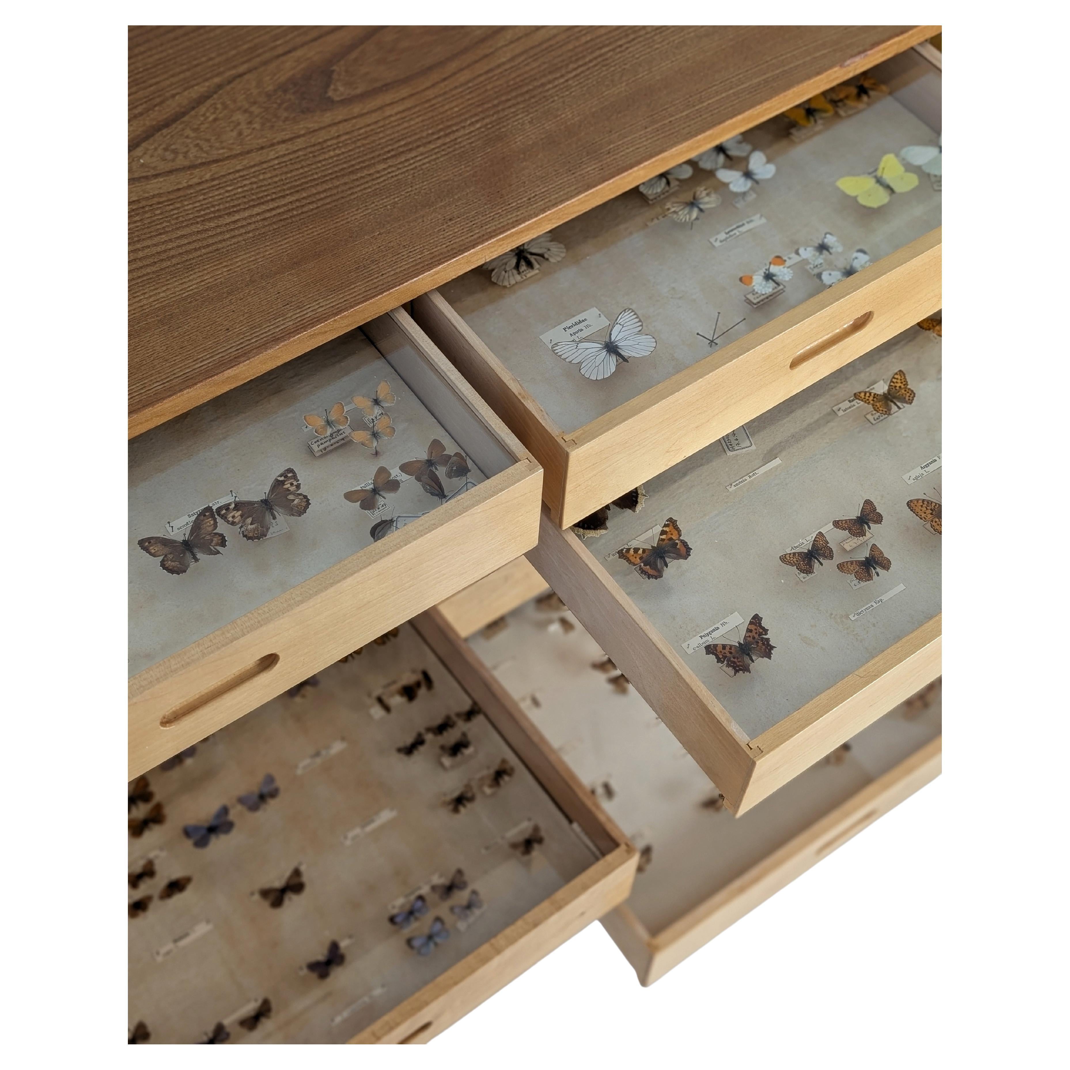 Entomogy Cabinet Intact with Speciments, Keravan Puuteollisuus, Finland 1950s in vendita