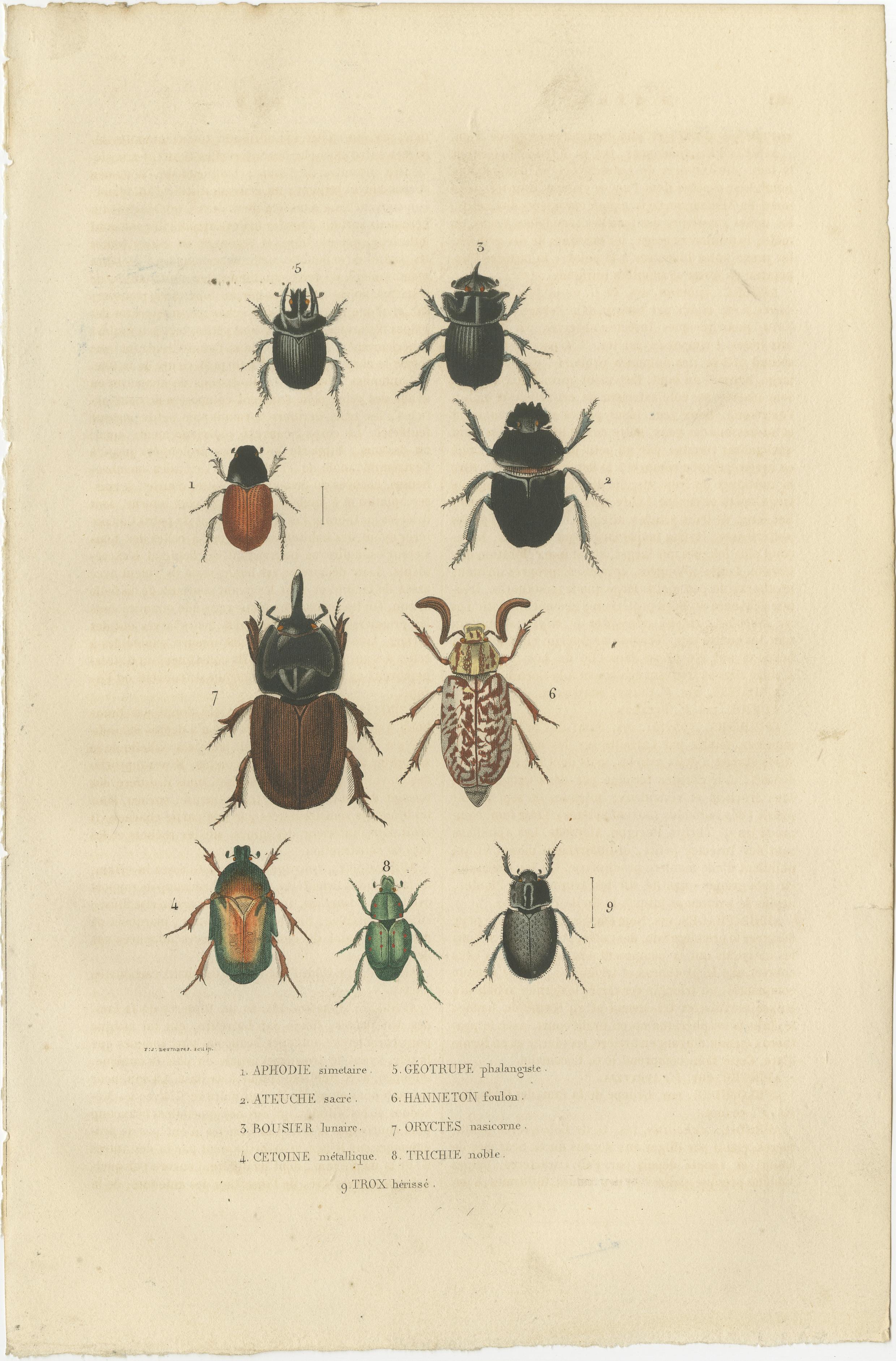 The images are finely detailed engravings of beetles from a 19th-century scientific collection. Each beetle is rendered with precision, showcasing their unique physical characteristics, such as the segmentation of their bodies, the texture of their