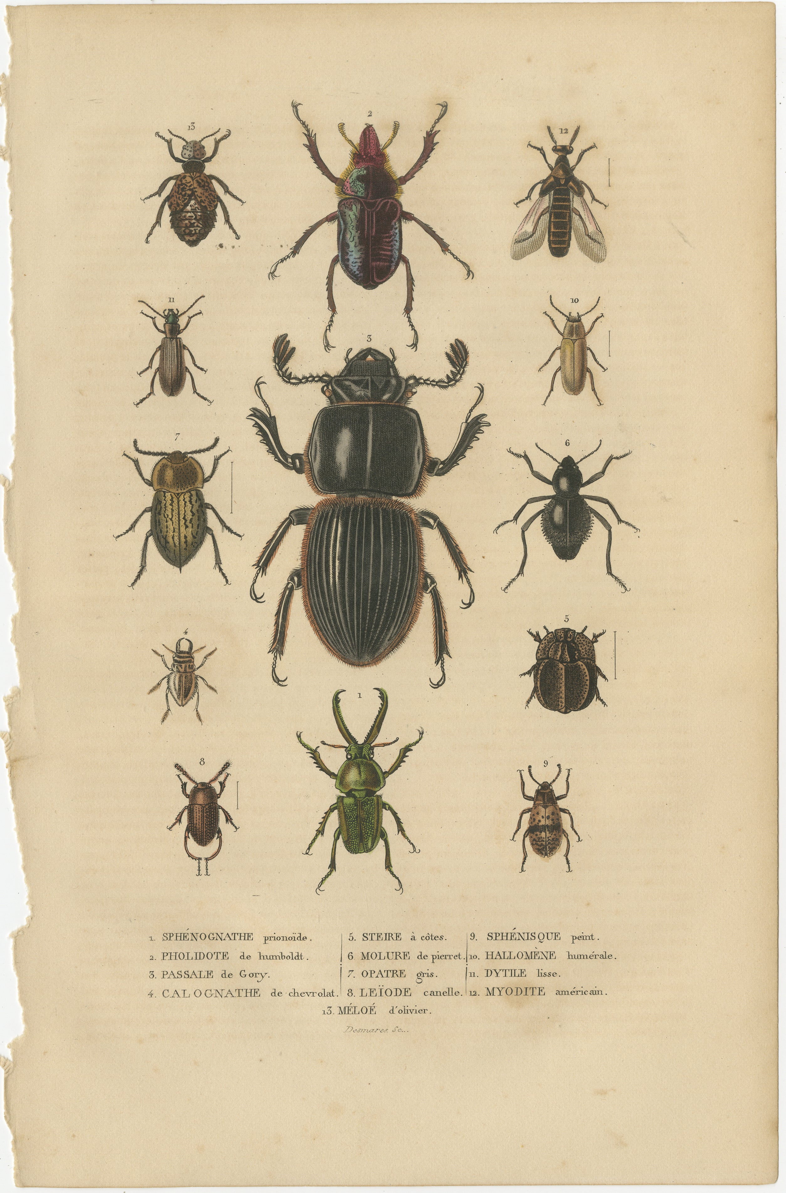 Antique hand-colored print depicting various beetles. Each beetle is meticulously illustrated, likely hand-colored after printing, which was the style of the mid-19th century scientific illustrations. The image includes a key at the bottom, which
