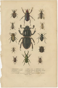 Entomological Elegance: An Original Antique Catalogue of Beetles, 1845