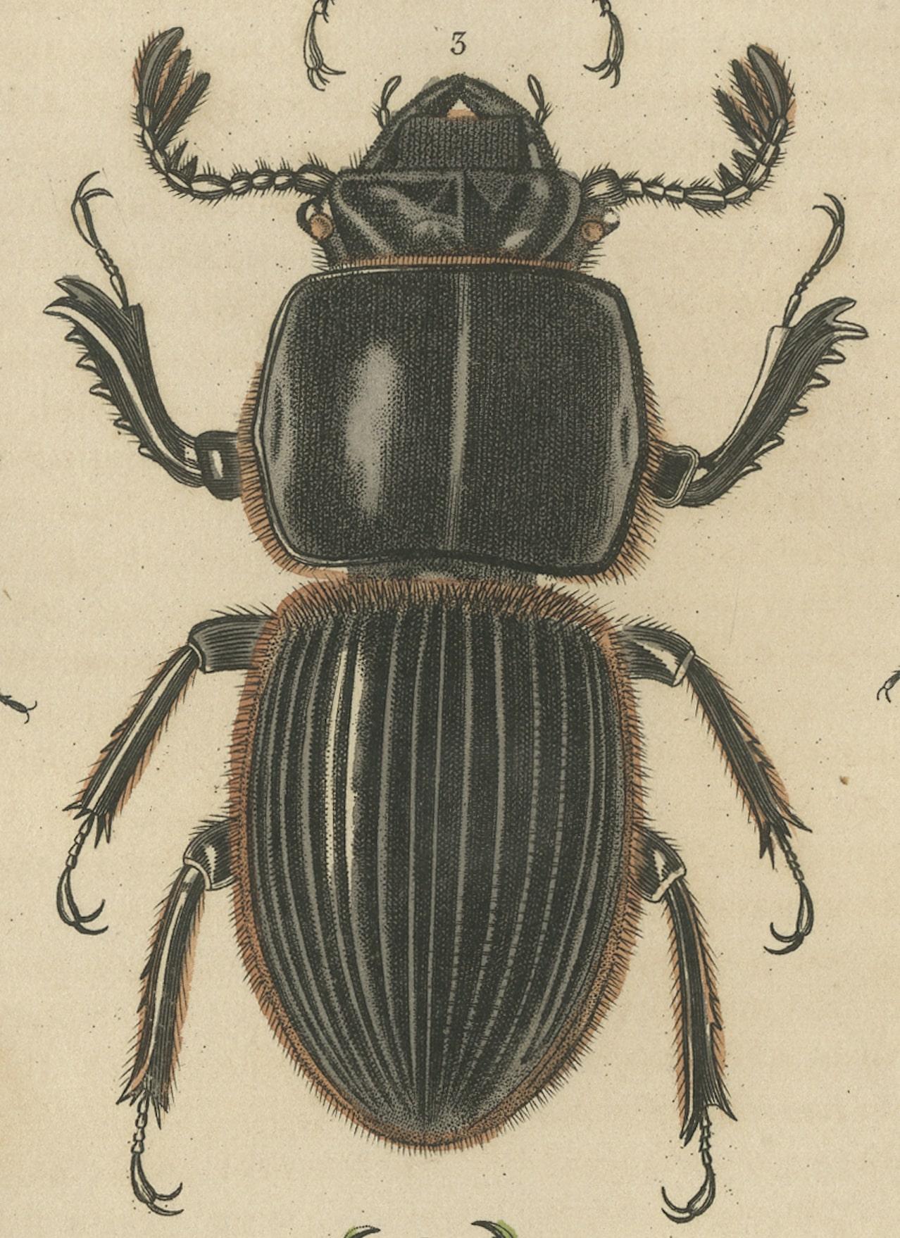 Engraved Entomological Elegance: An Original Antique Catalogue of Beetles, 1845 For Sale