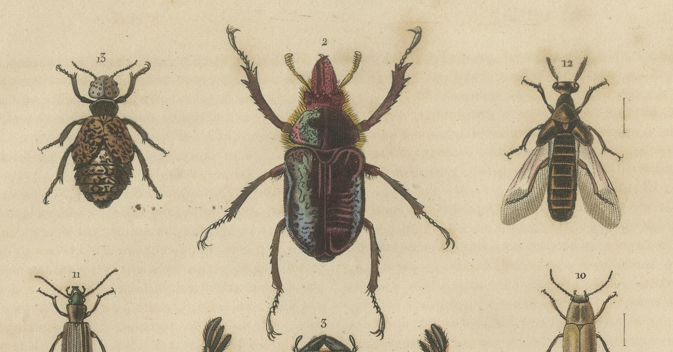 Entomological Elegance: An Original Antique Catalogue of Beetles, 1845 In Good Condition For Sale In Langweer, NL