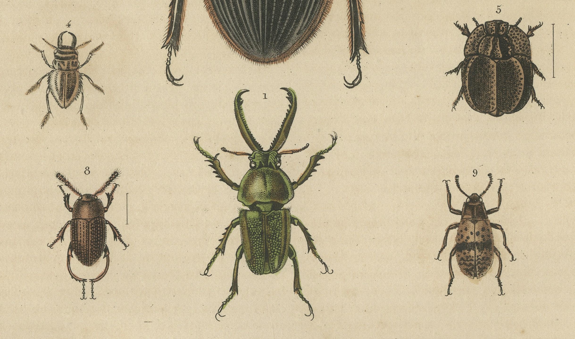 Mid-19th Century Entomological Elegance: An Original Antique Catalogue of Beetles, 1845 For Sale