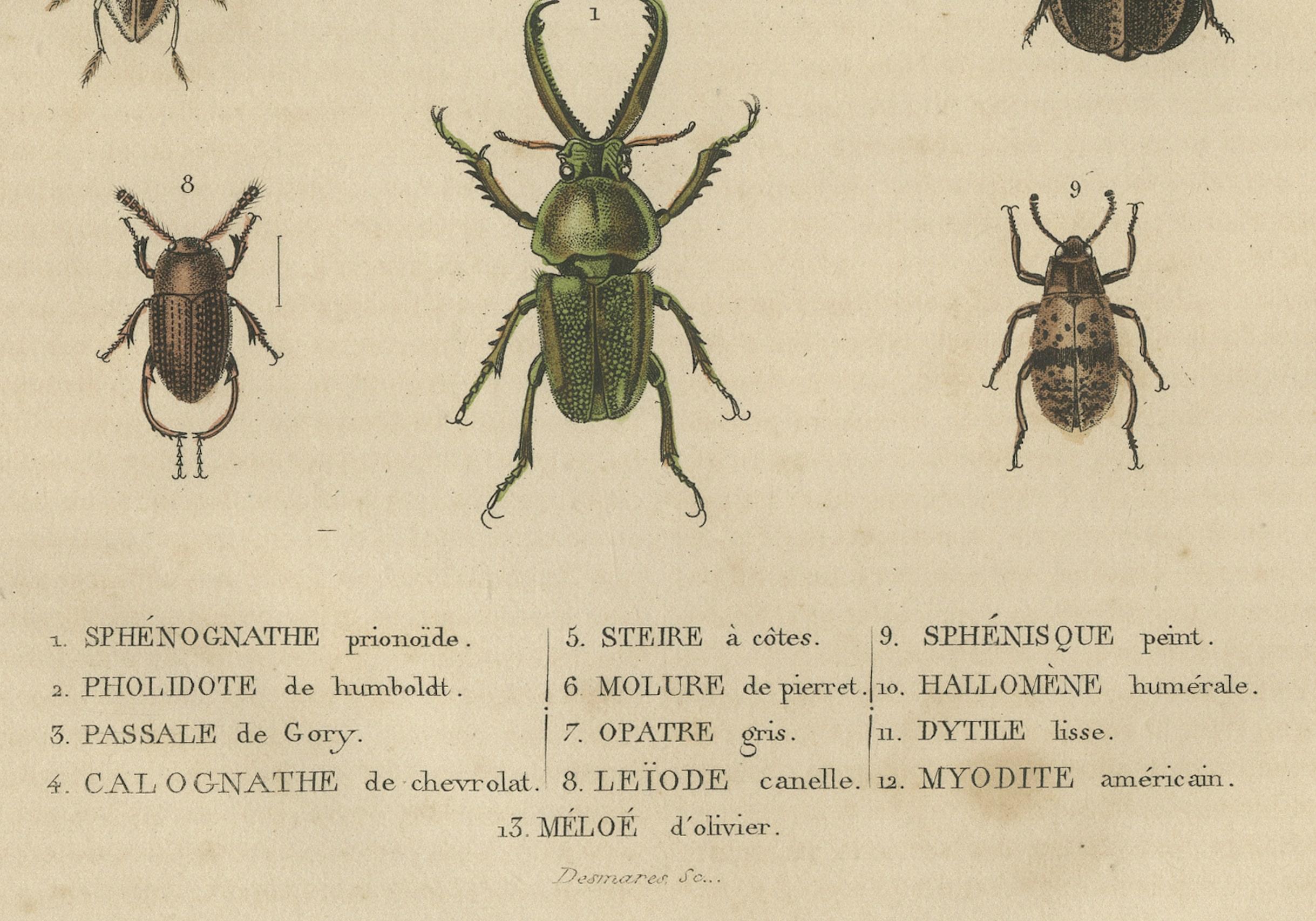 Paper Entomological Elegance: An Original Antique Catalogue of Beetles, 1845 For Sale