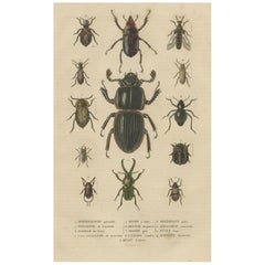 Elegancia Entomológica: Un Catálogo Antiguo Original de Escarabajos, 1845