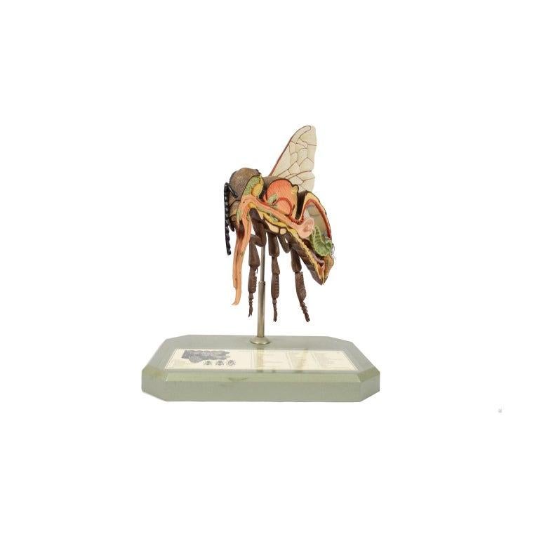 Entomological model of a bee, Apis Mellifica in section, cut in half with the internal organs in evidence and numbered. Made in the 50s by SOMSO, a German company active since the second half of the nineteenth century, always recognized as an